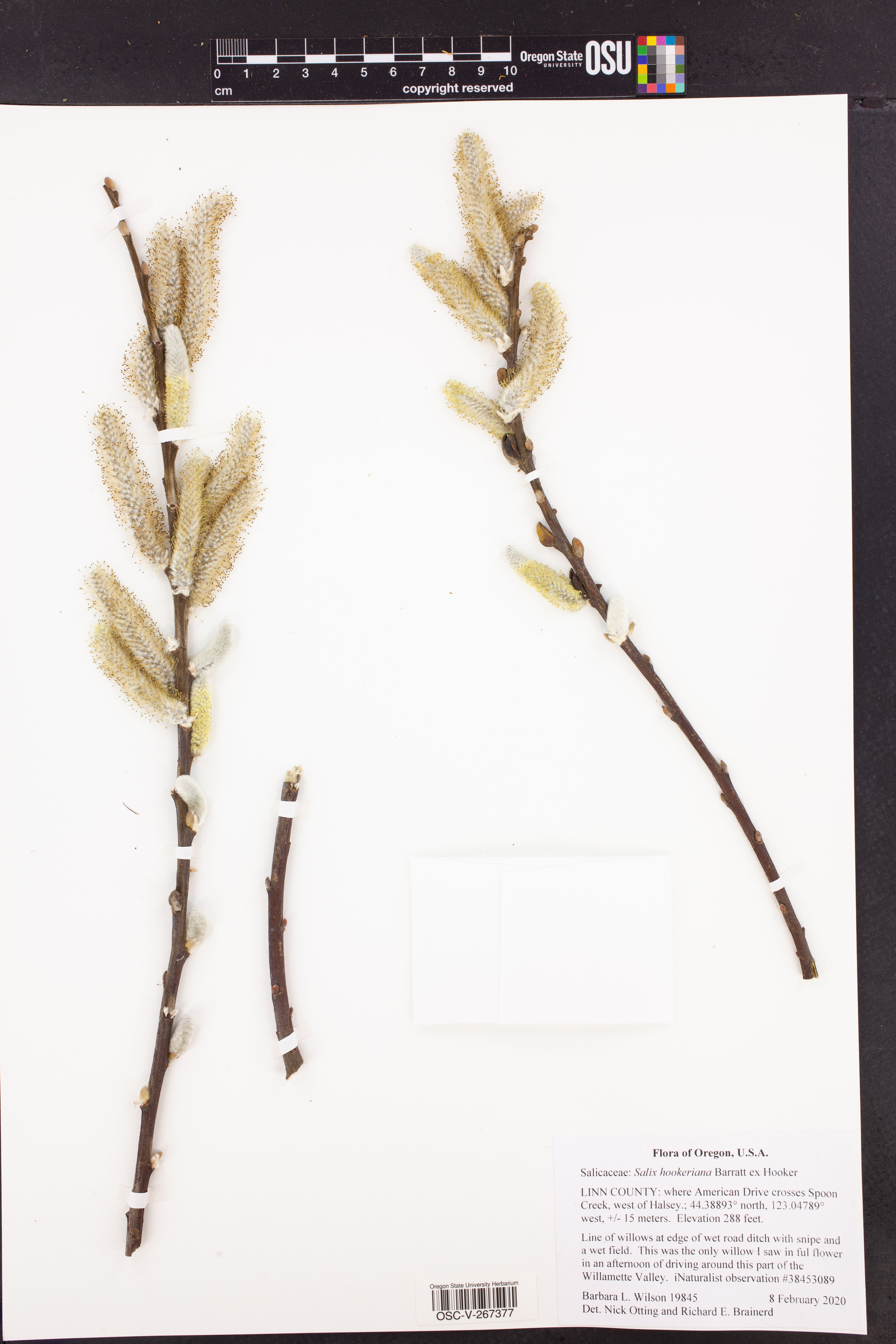 Salix hookeriana - 29