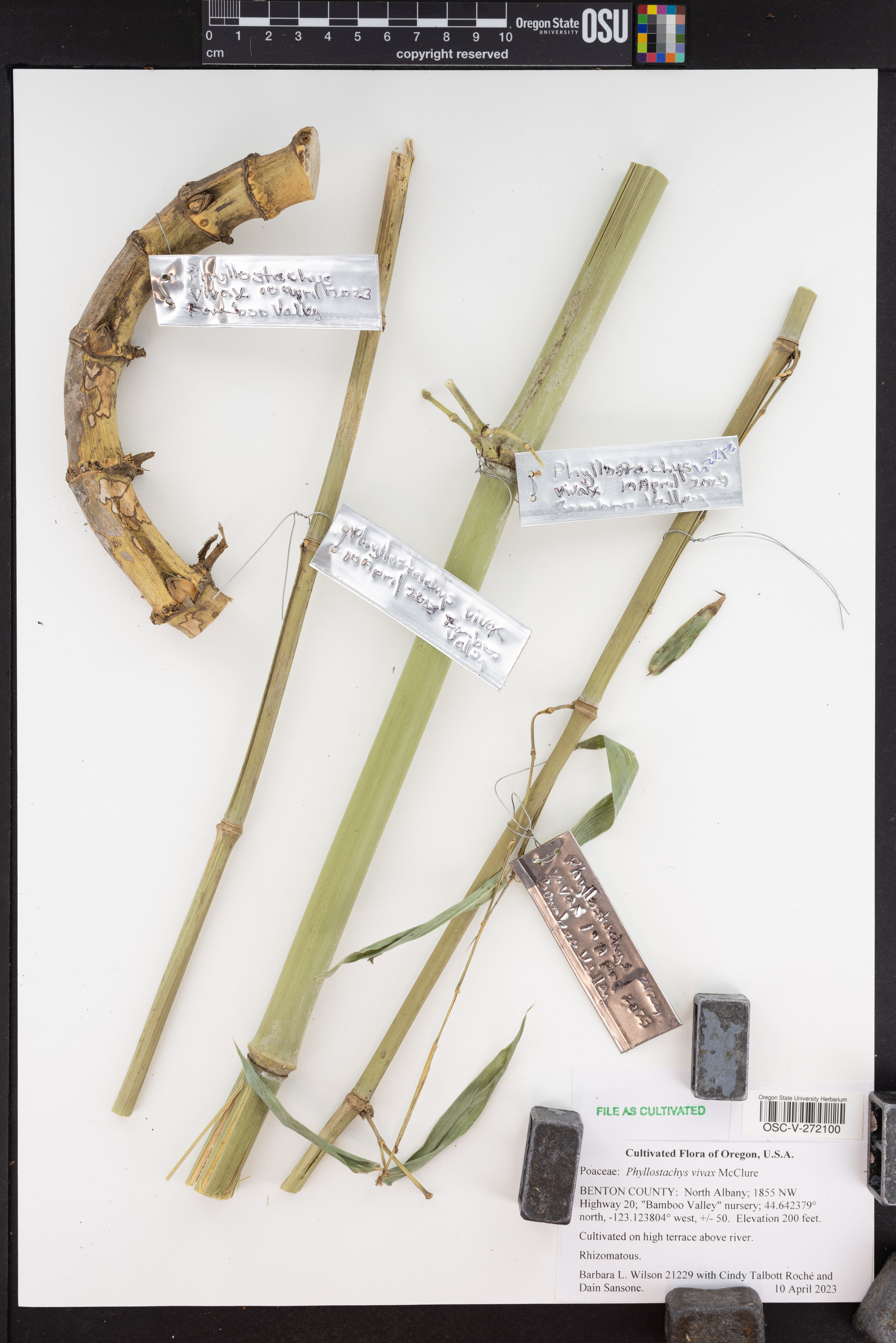 Phyllostachys vivax - 62