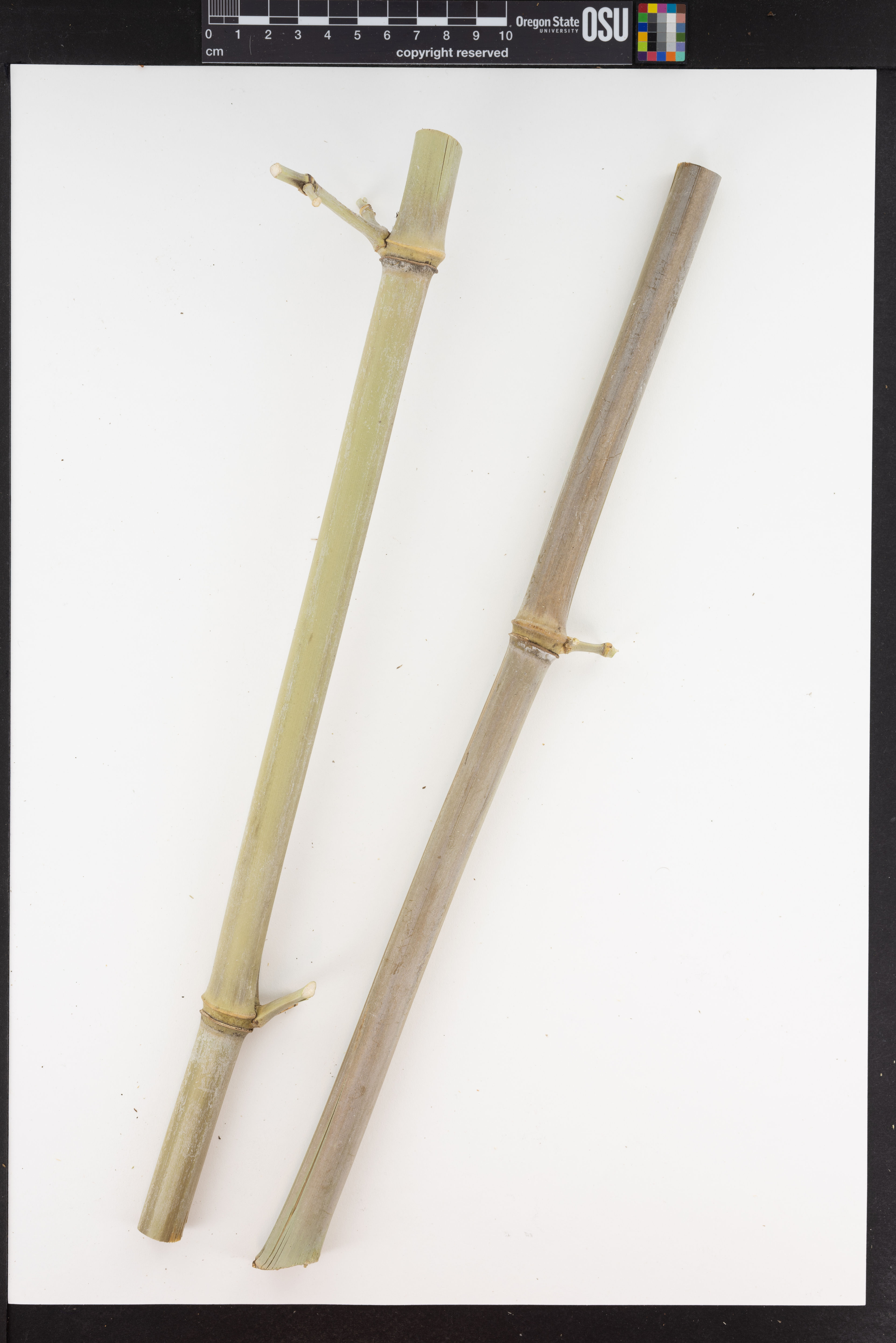 Phyllostachys vivax - 86