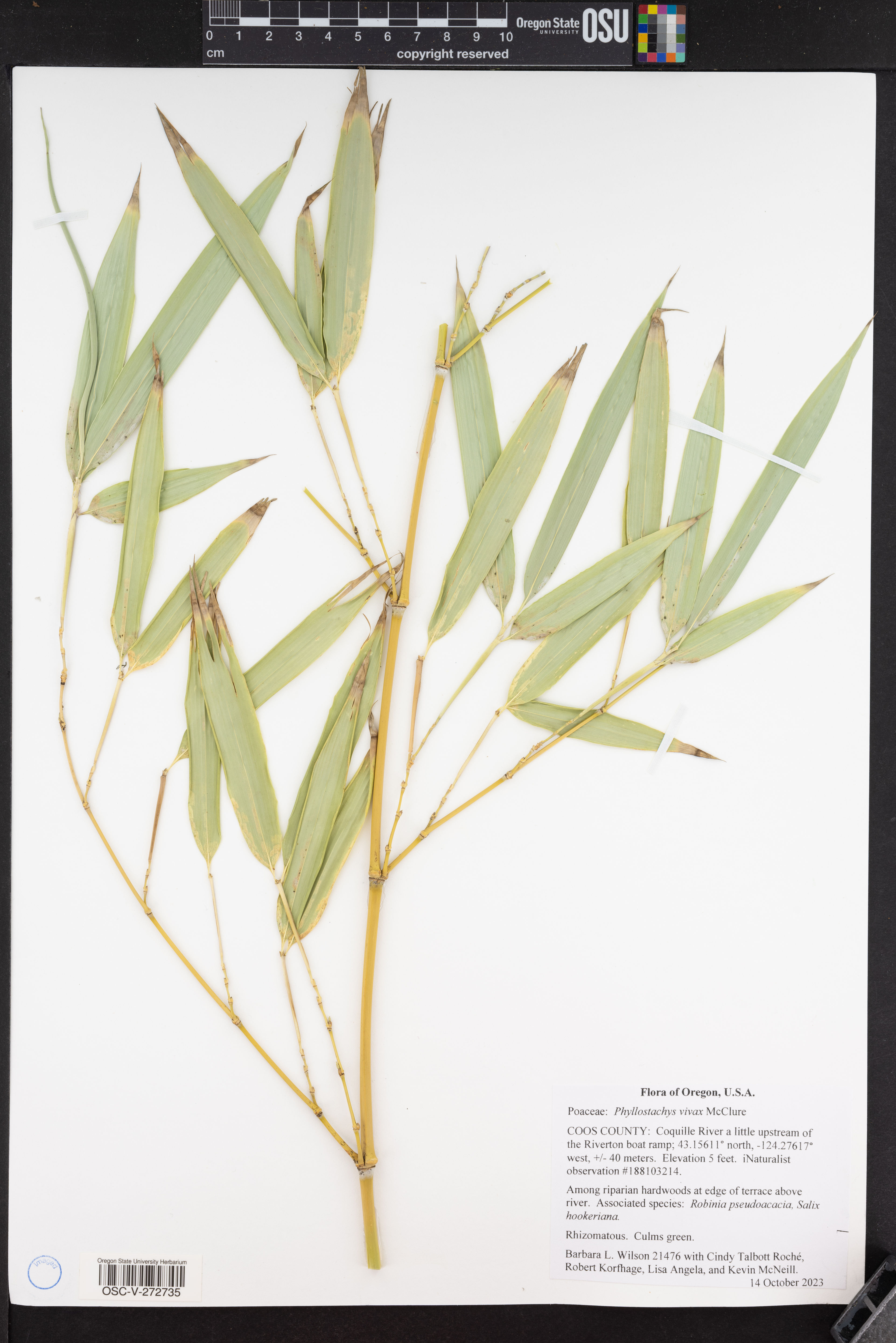 Phyllostachys vivax - 78