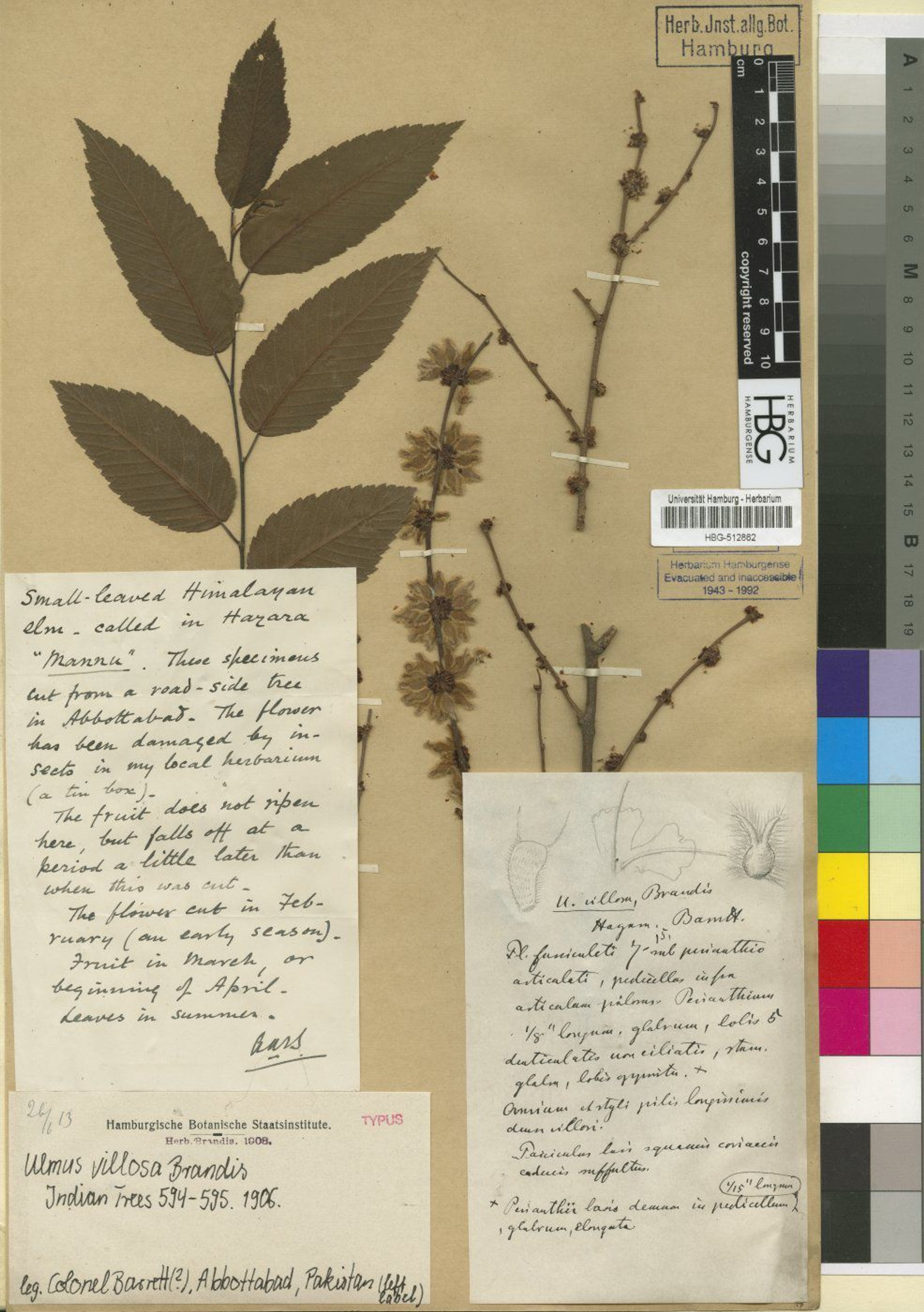 Ulmus villosa - 45