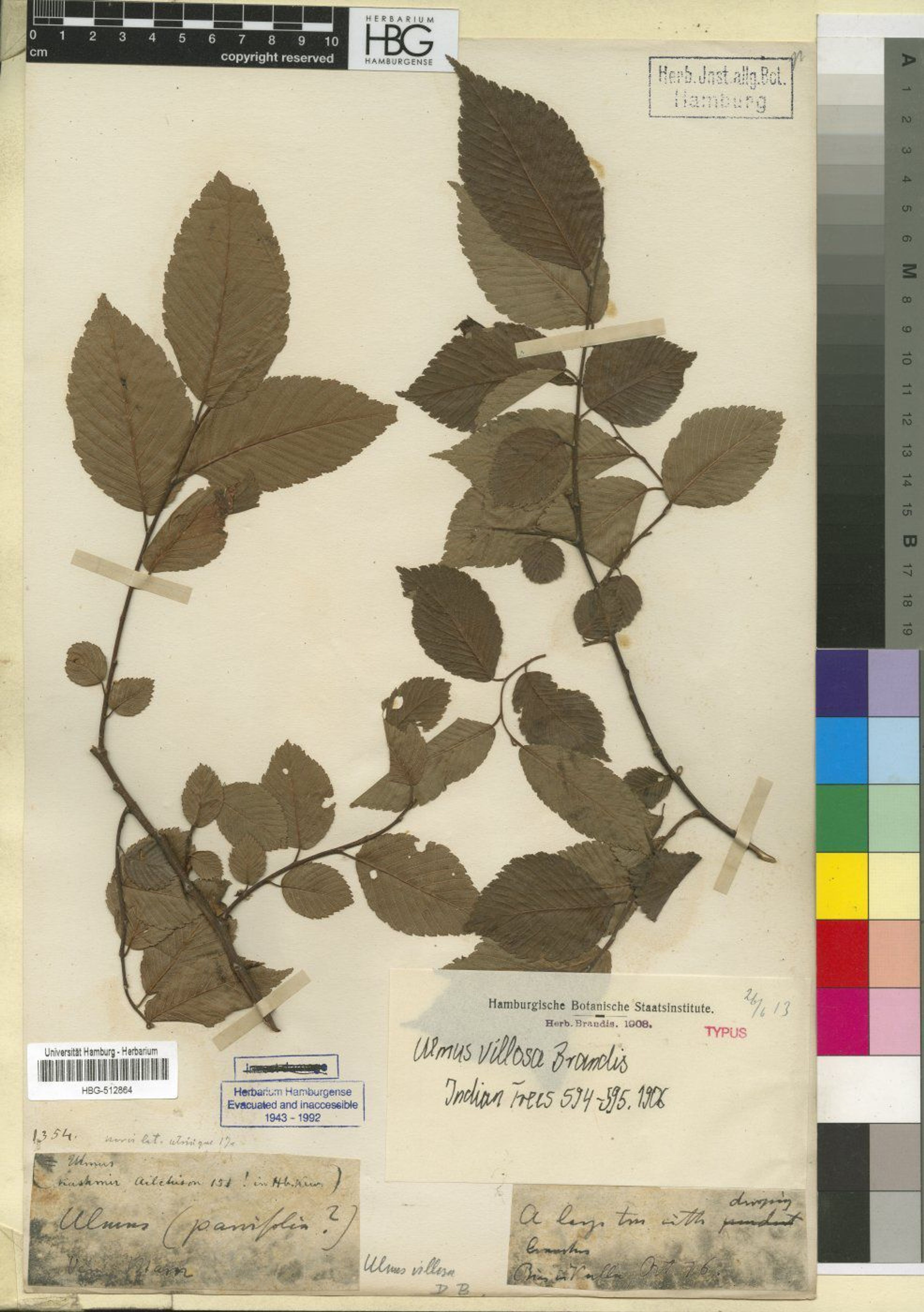 Ulmus villosa - 63