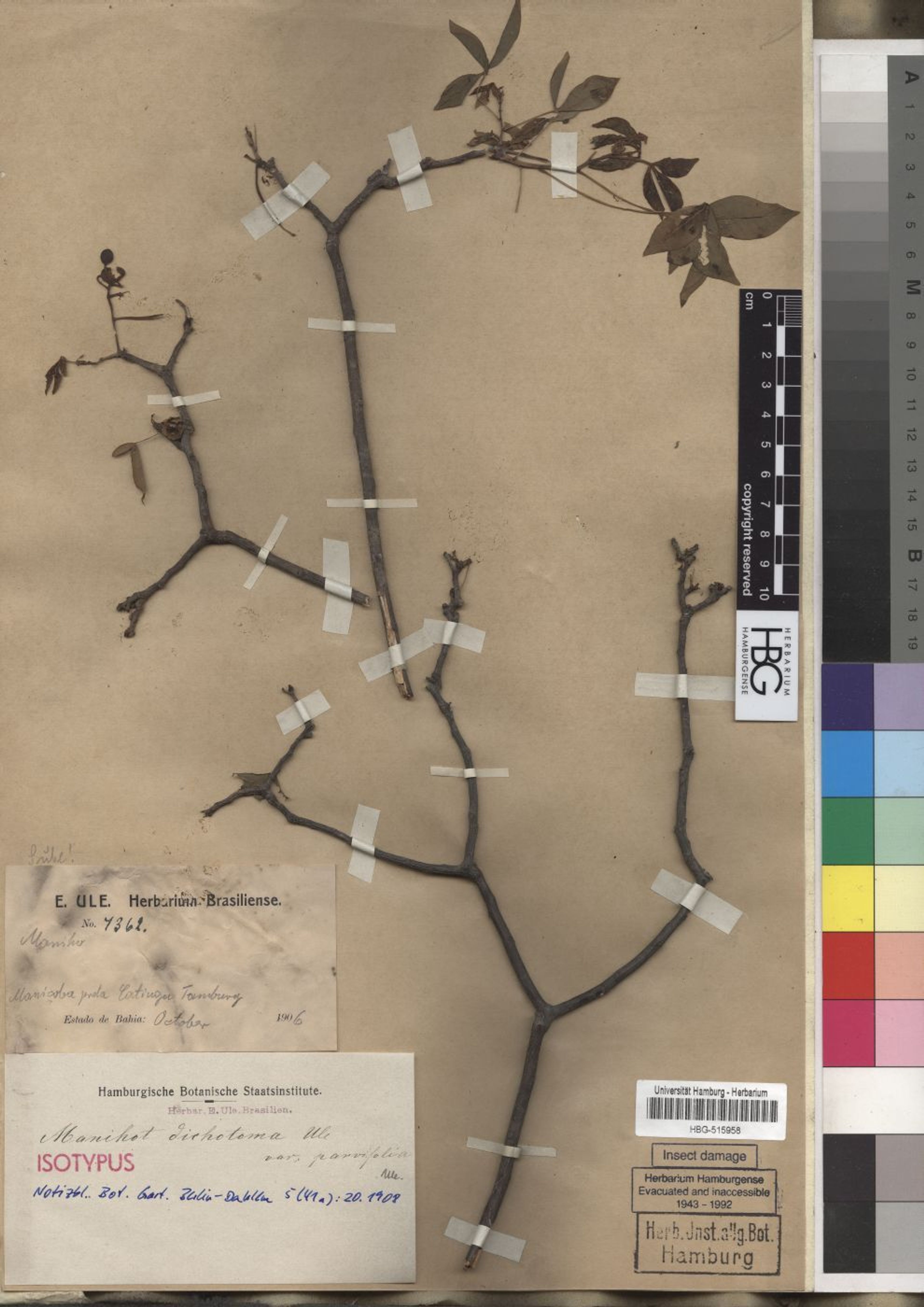 Manihot dichotoma - 11