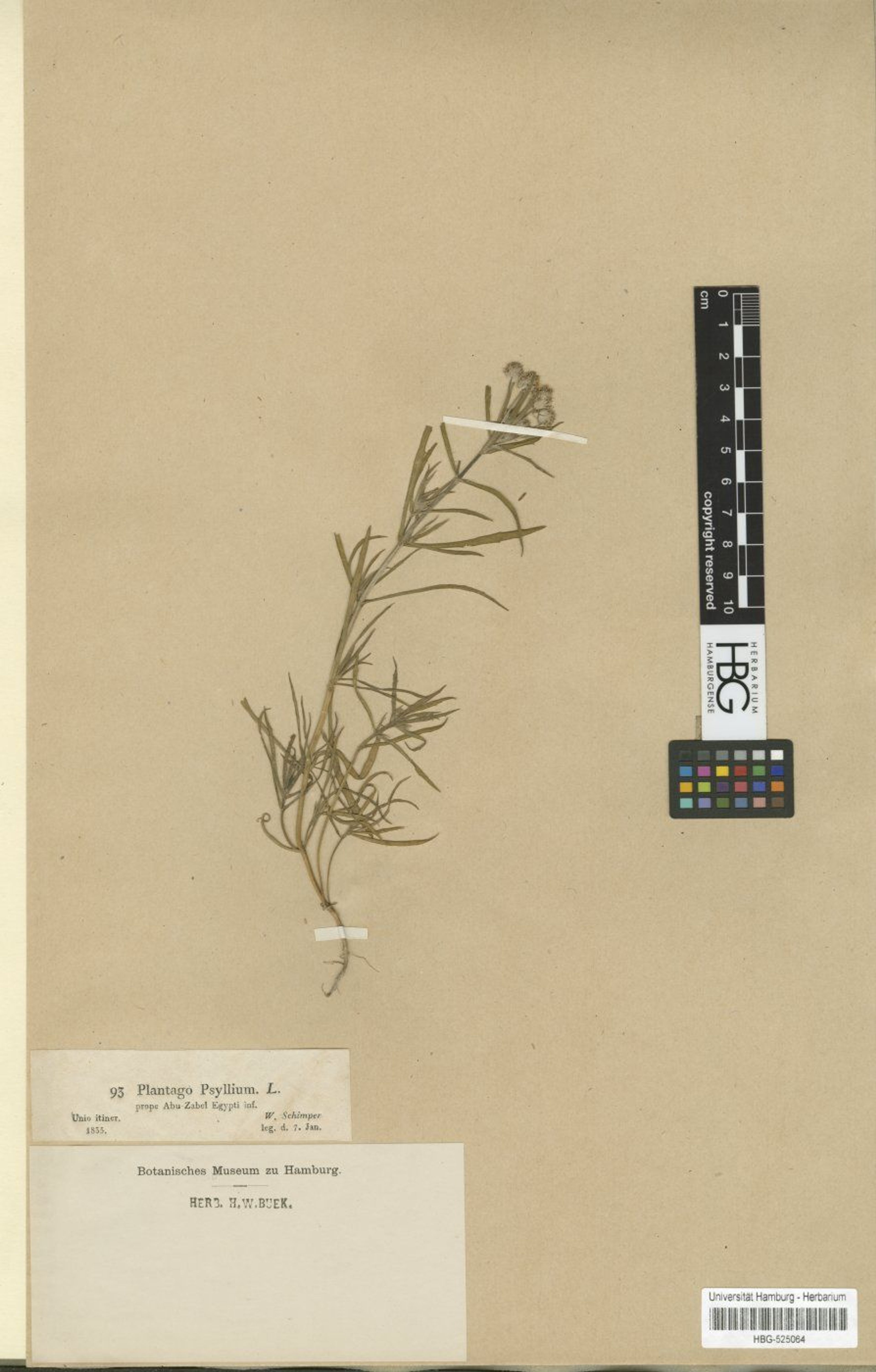 Plantago psyllium - 5