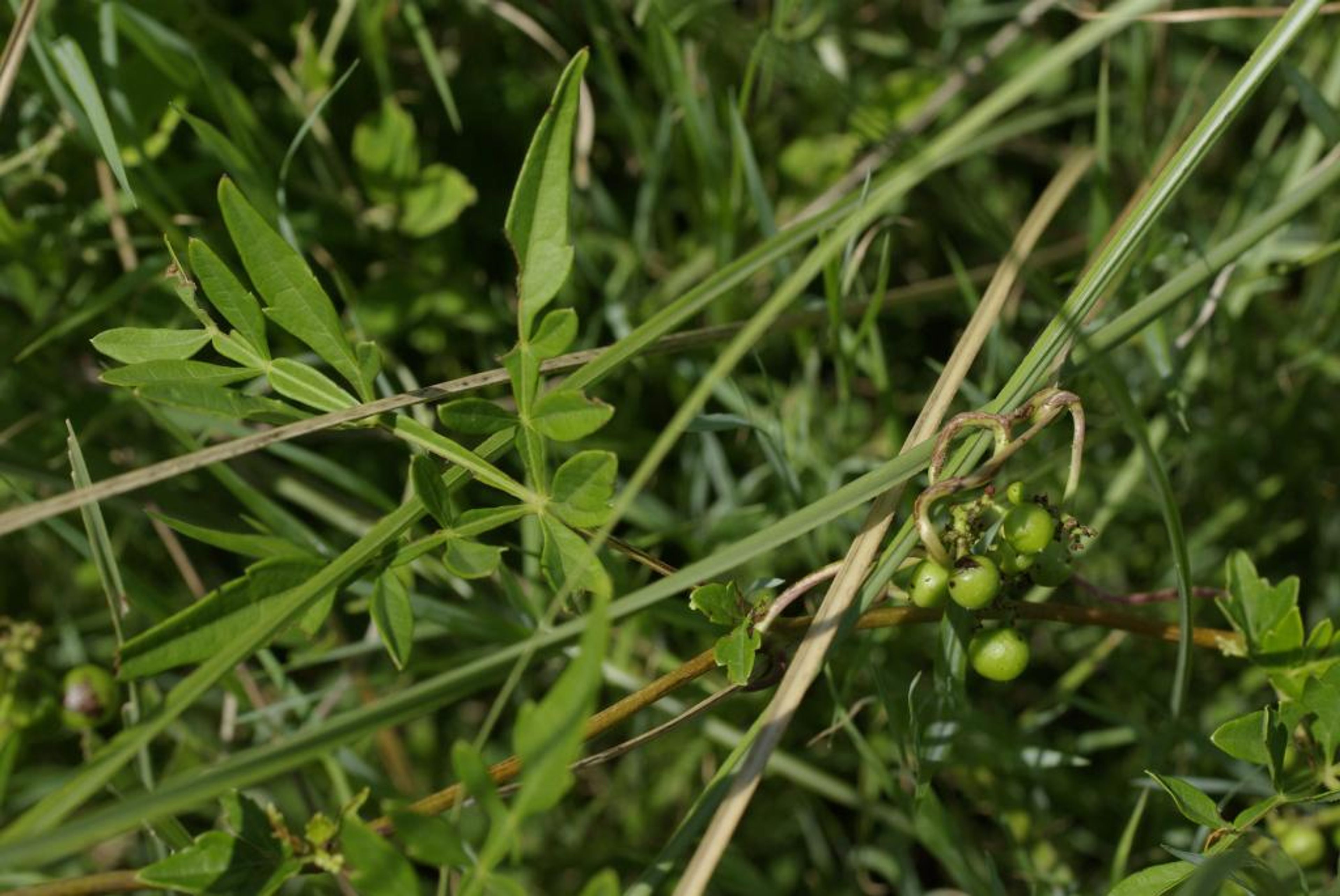 Ampelopsis japonica - 6