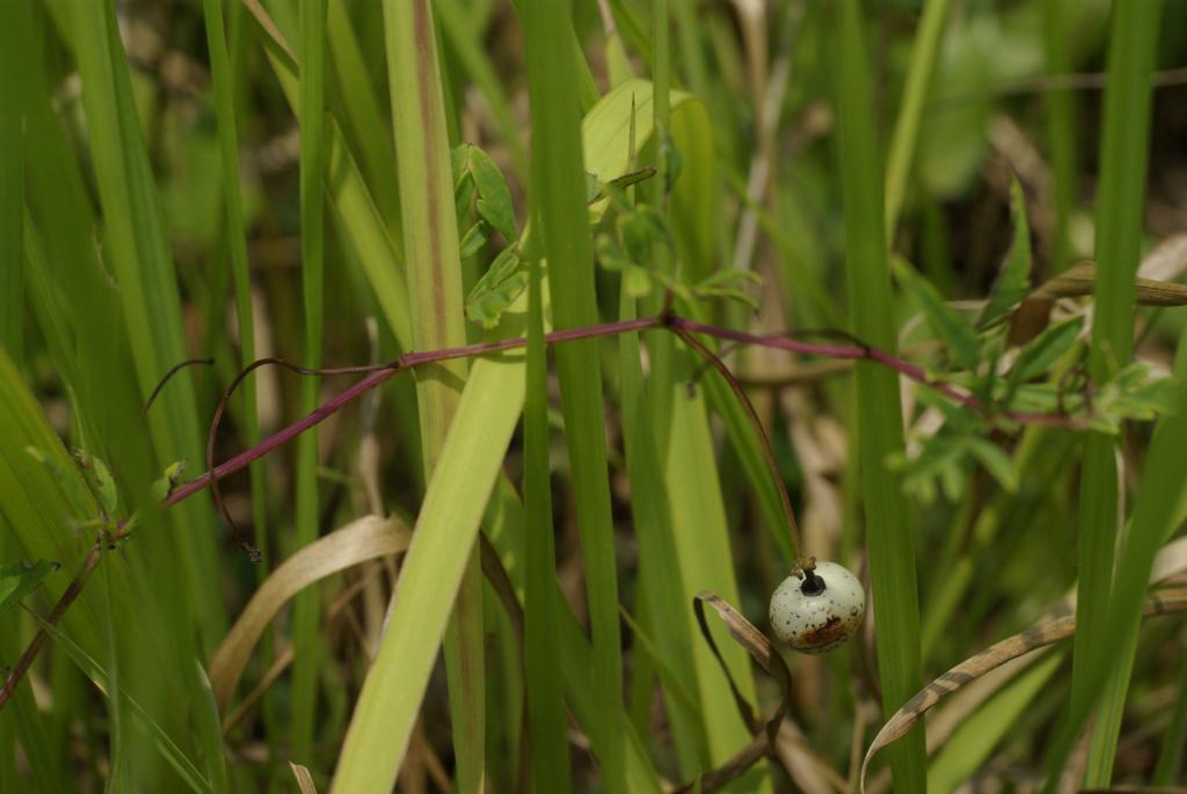 Ampelopsis japonica - 61