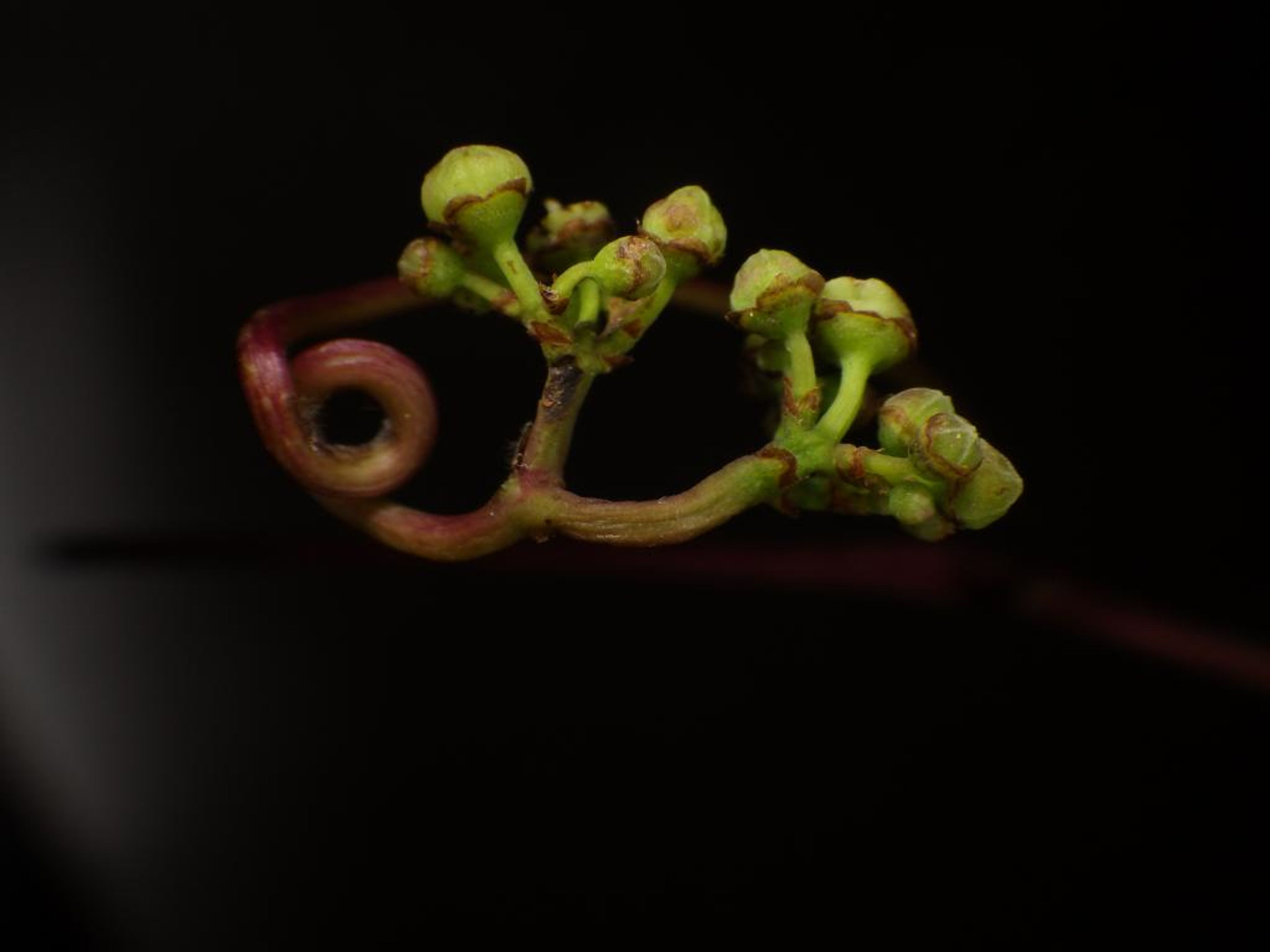 Ampelopsis japonica - 14