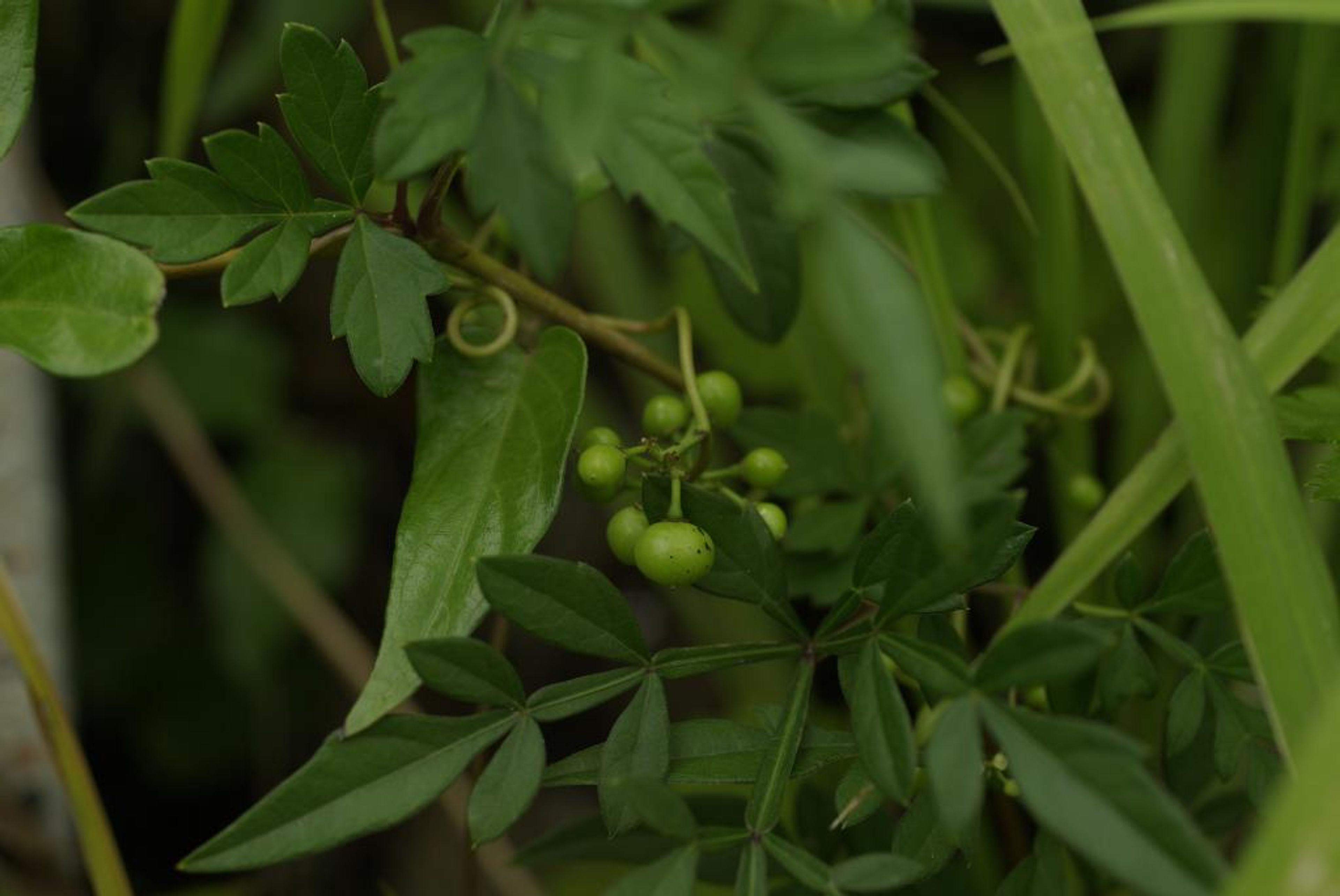 Ampelopsis japonica - 70