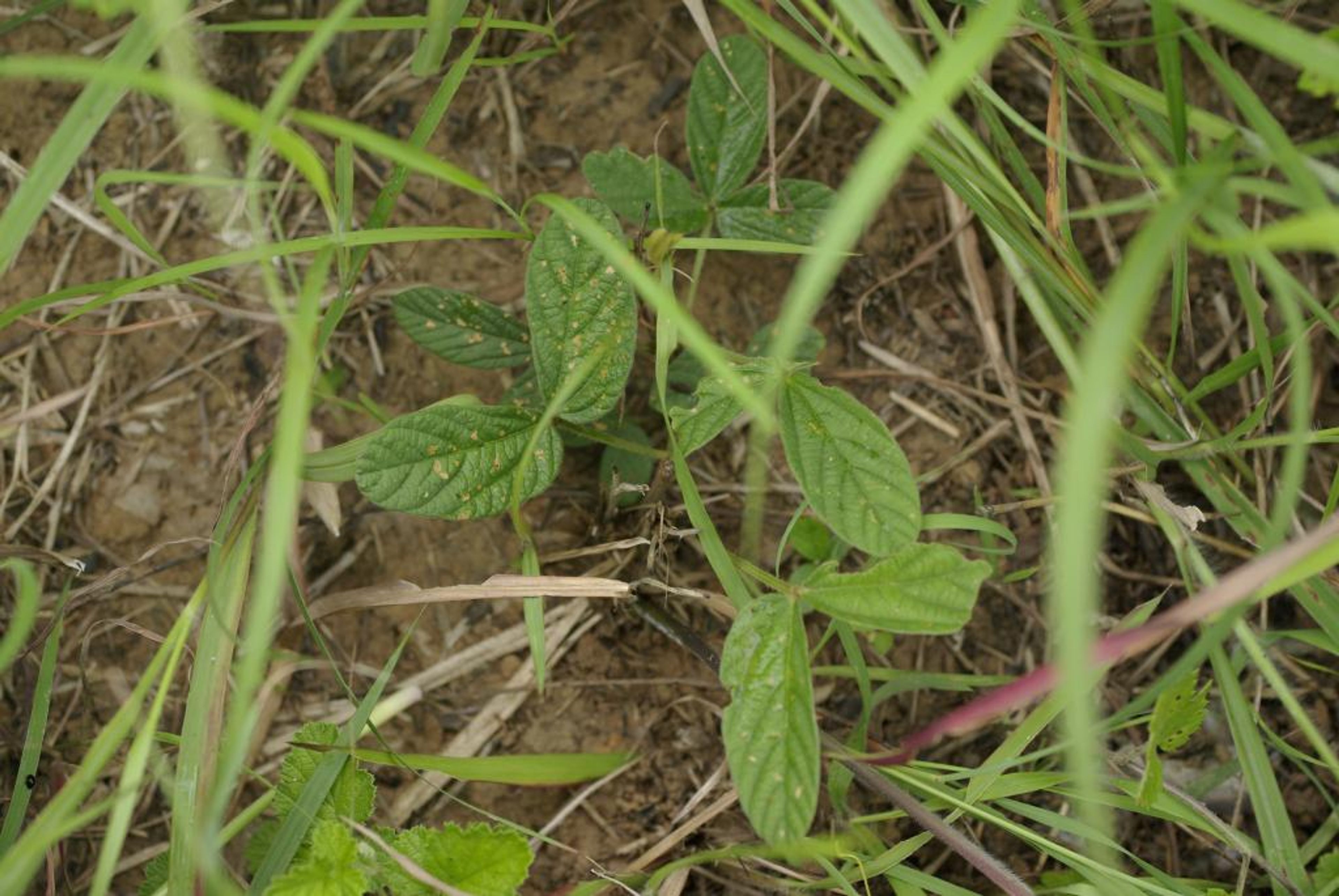 Flemingia macrophylla - 71