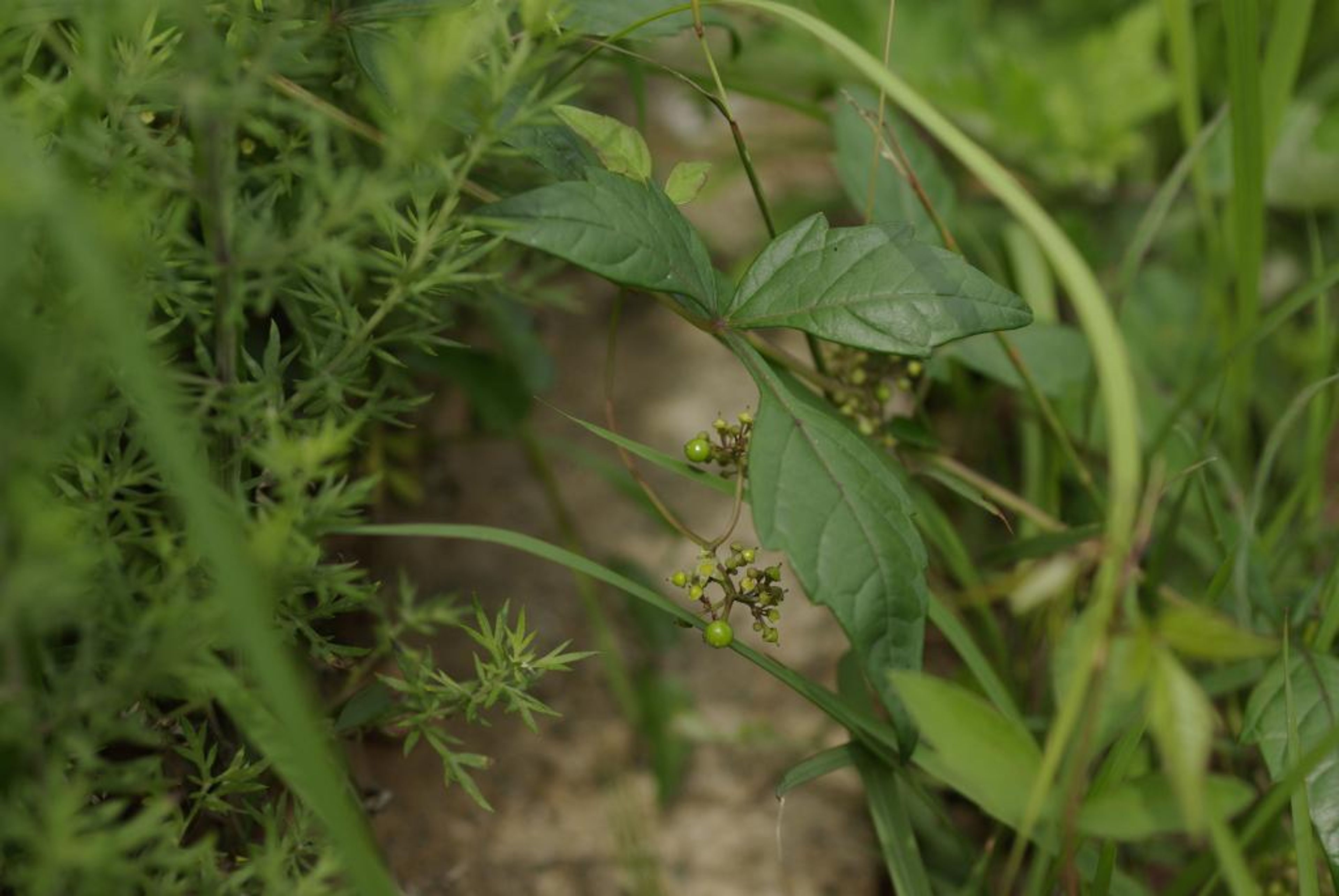 Ampelopsis japonica - 9