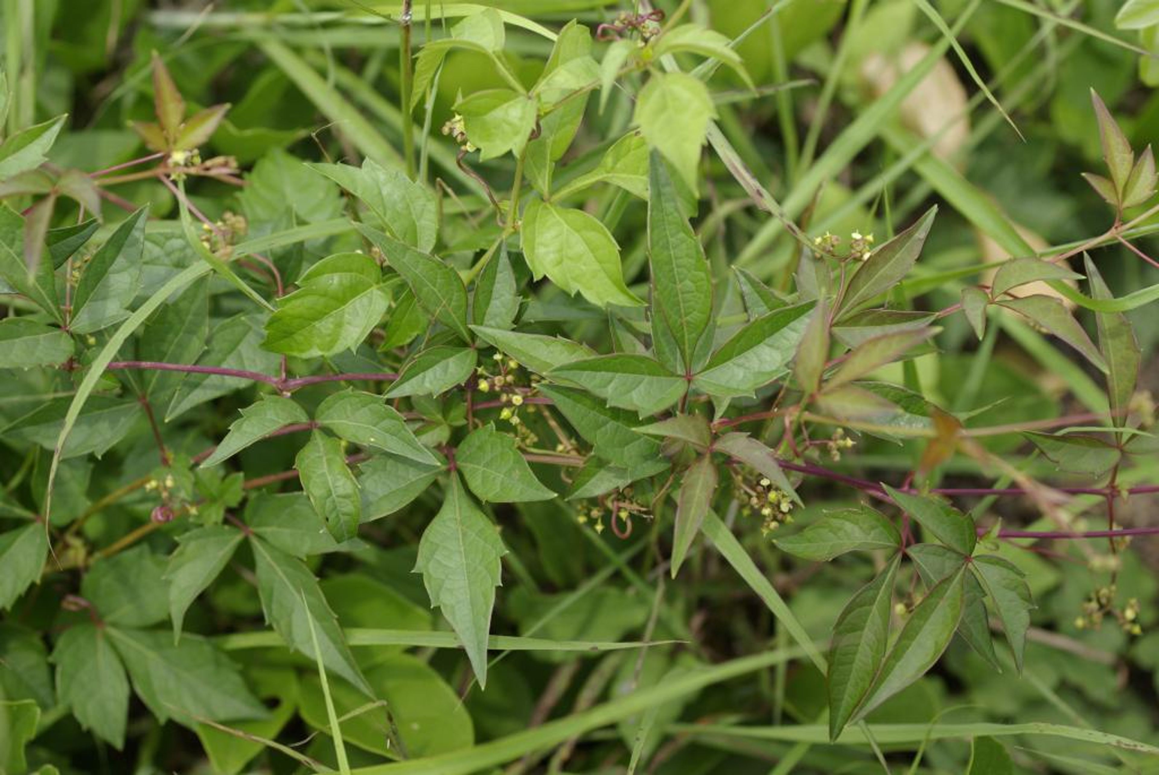Ampelopsis japonica - 29