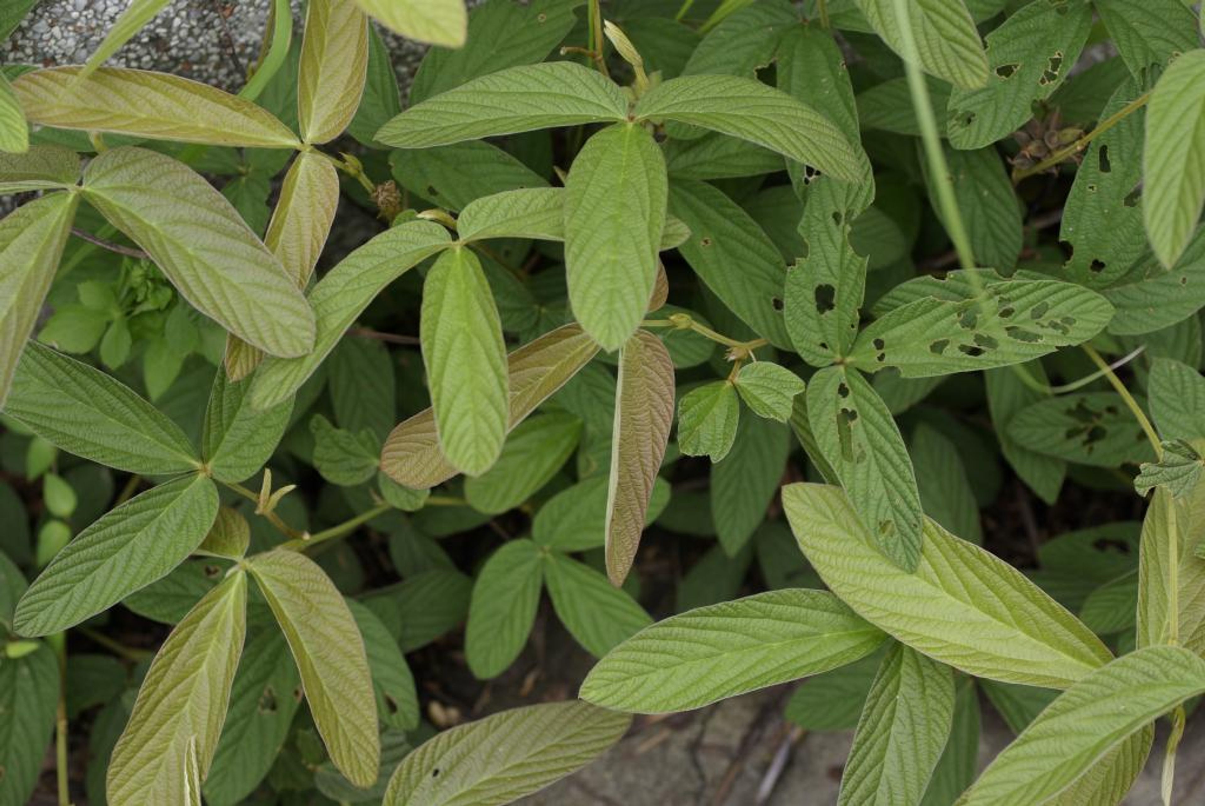 Flemingia macrophylla - 181