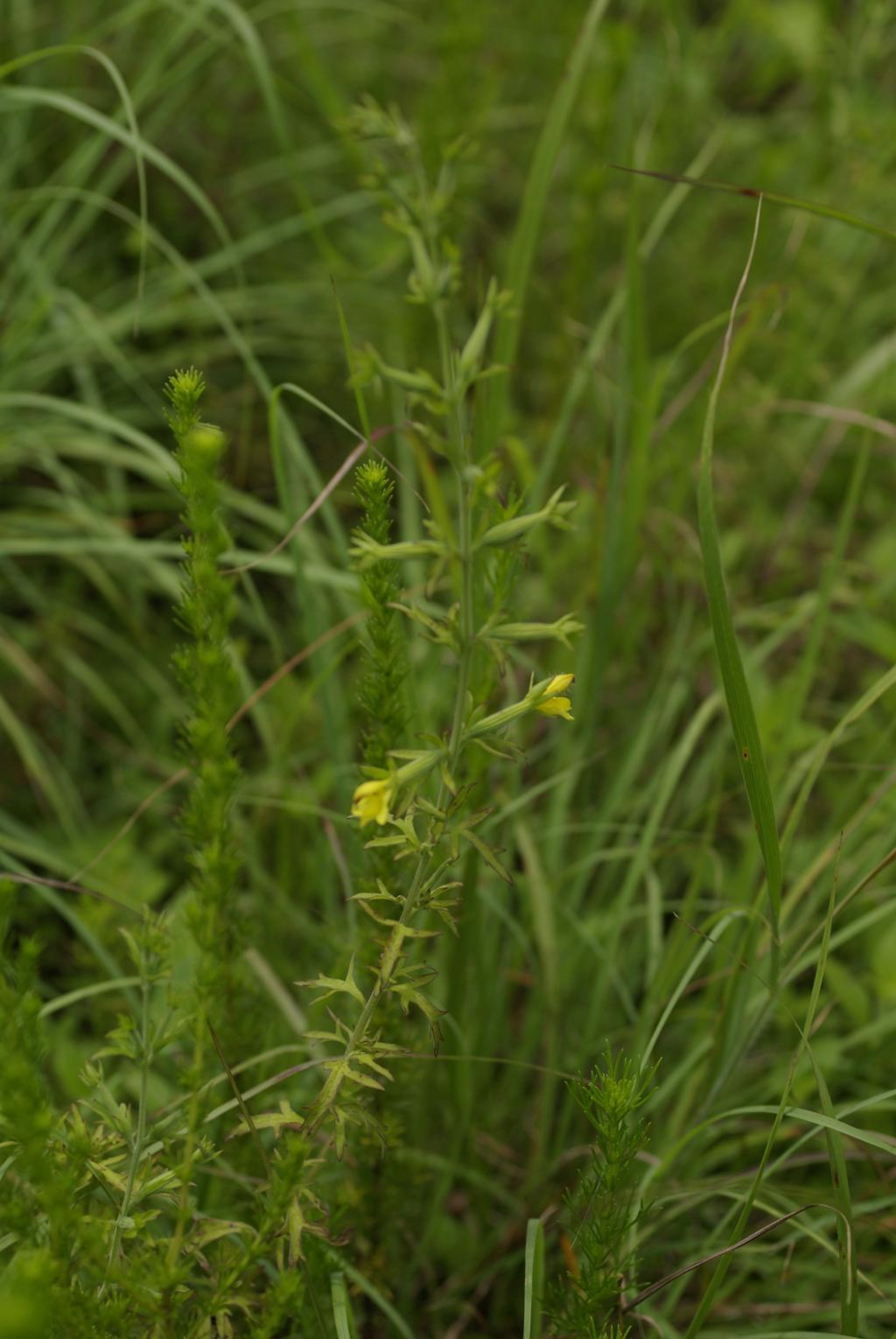 Siphonostegia chinensis - 81