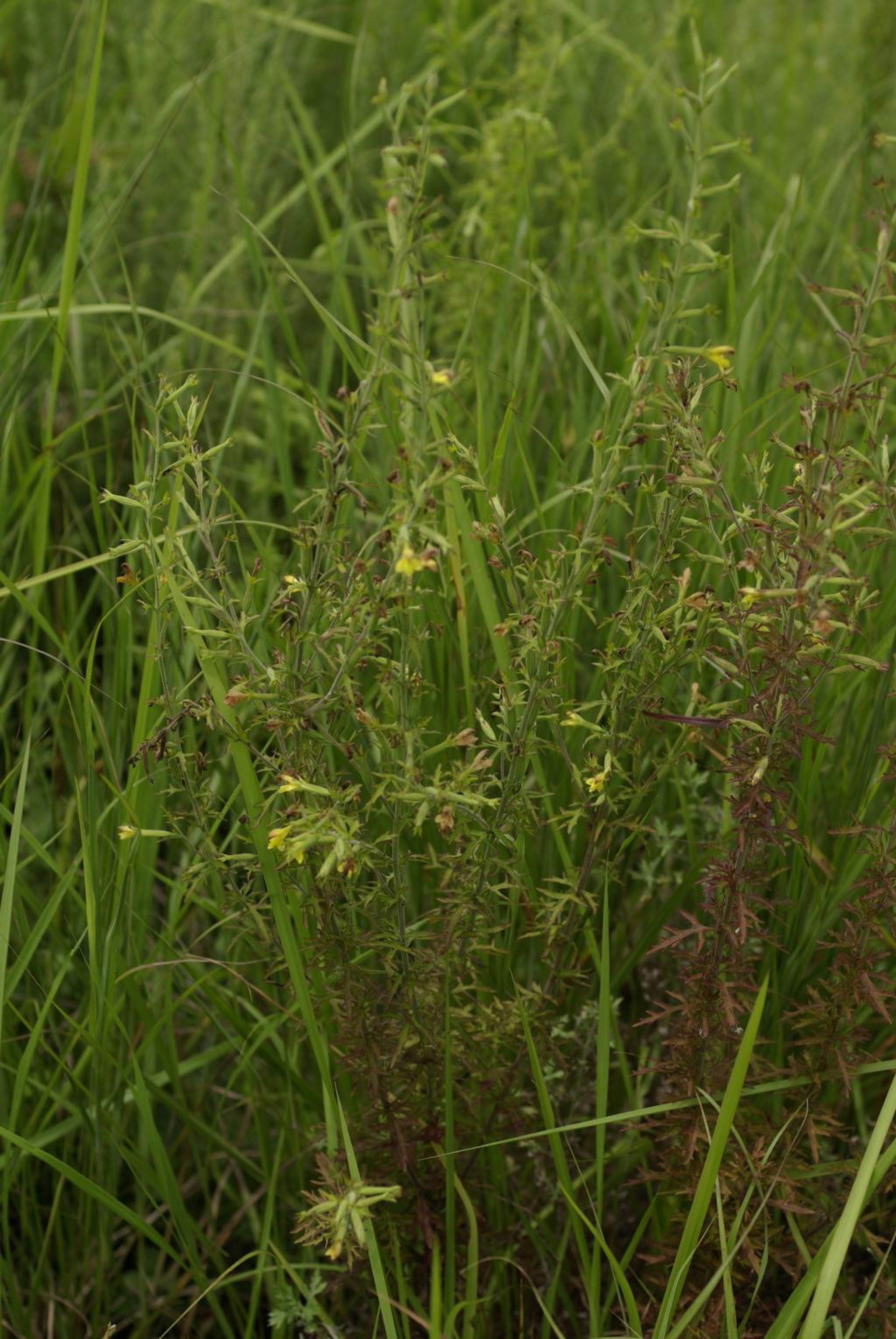Siphonostegia chinensis - 188