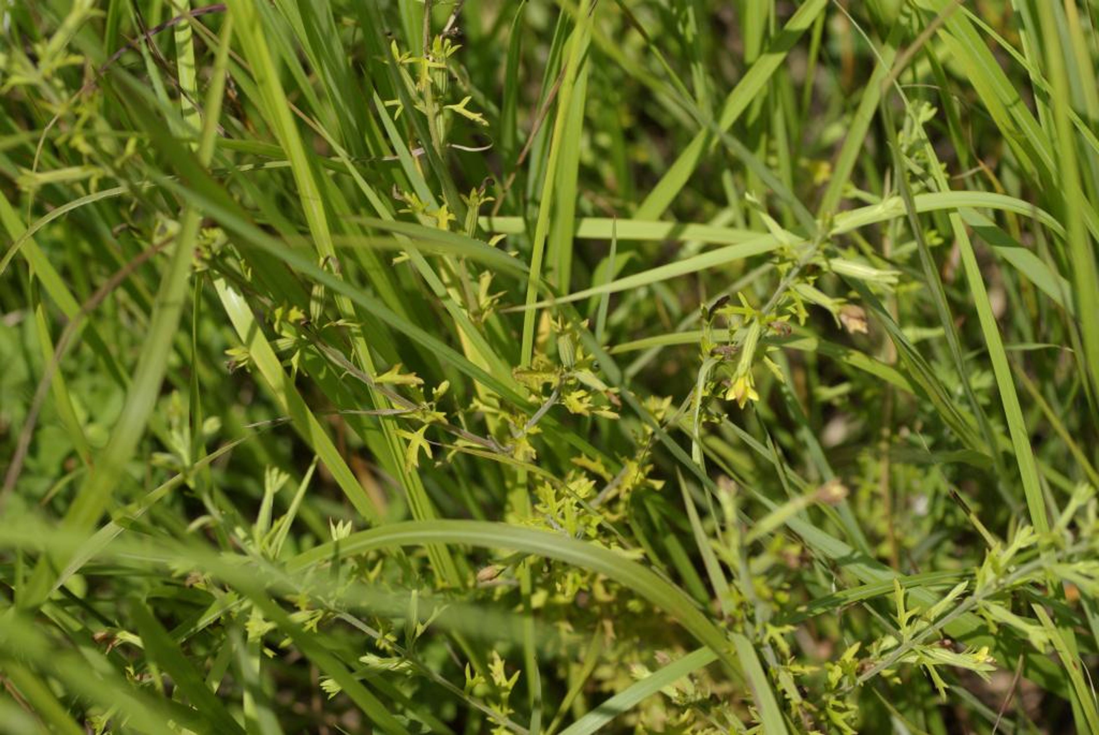 Siphonostegia chinensis - 38