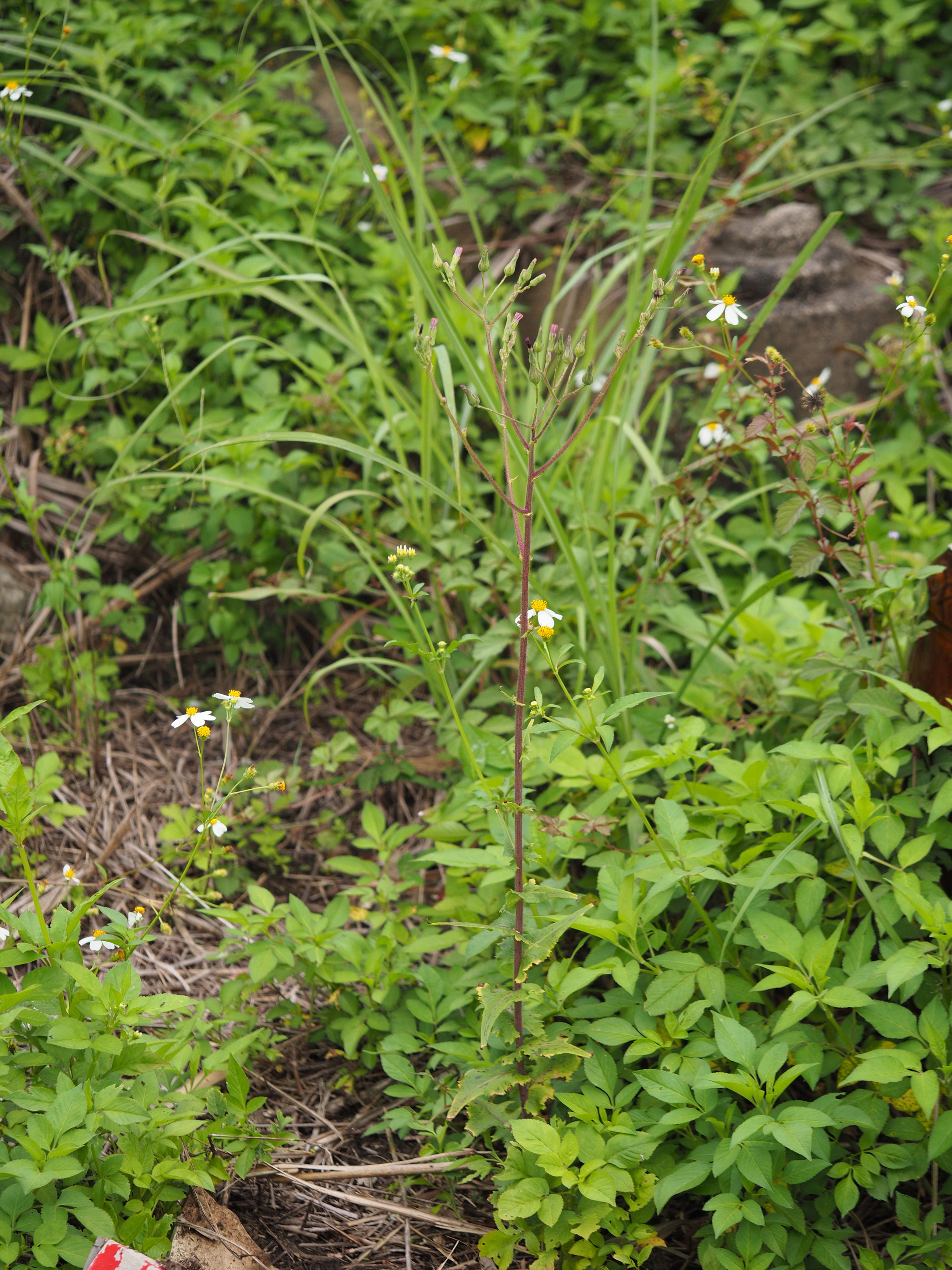 Lactuca formosana - 126