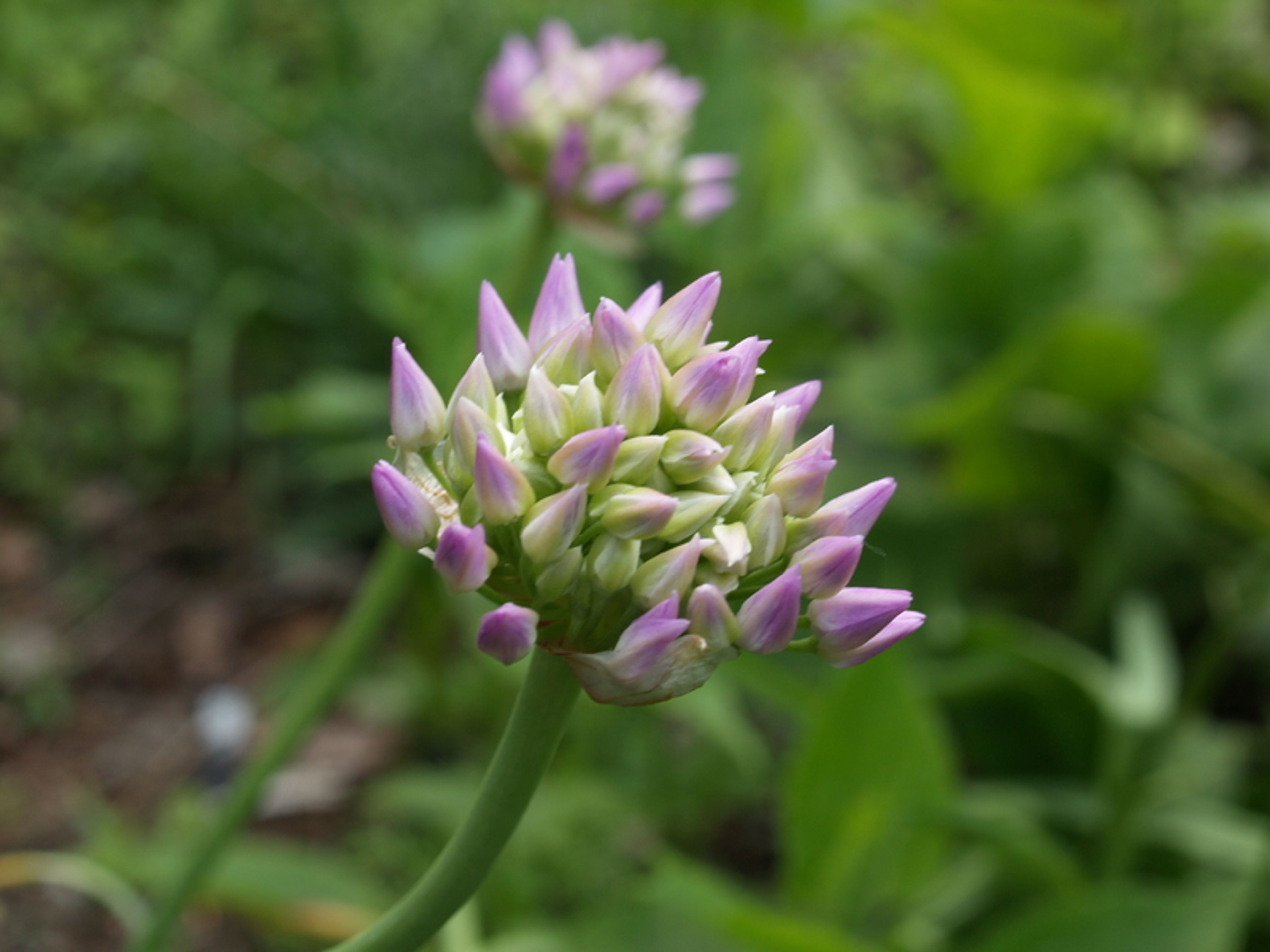 Allium douglasii - 99