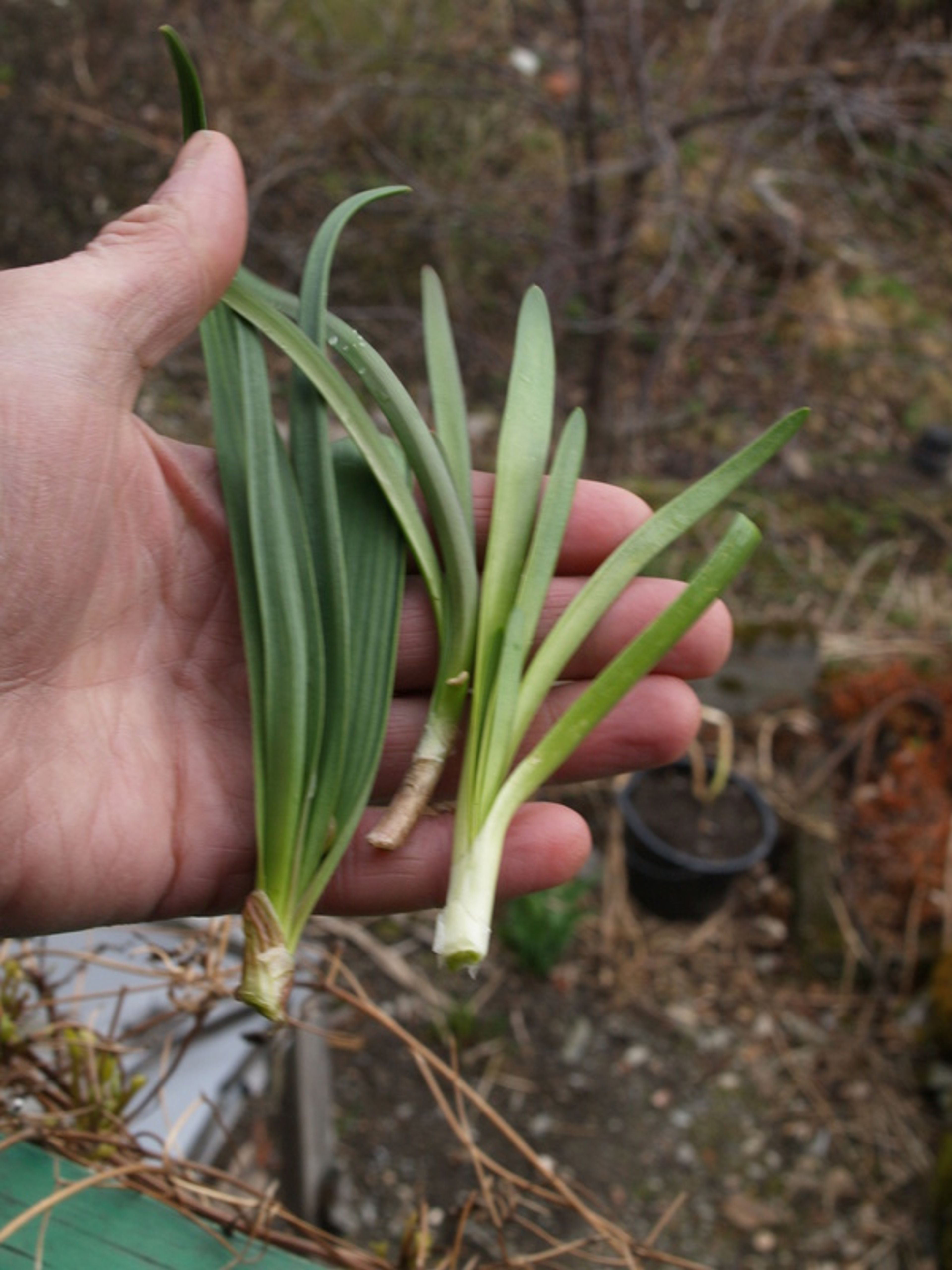 Allium douglasii - 44