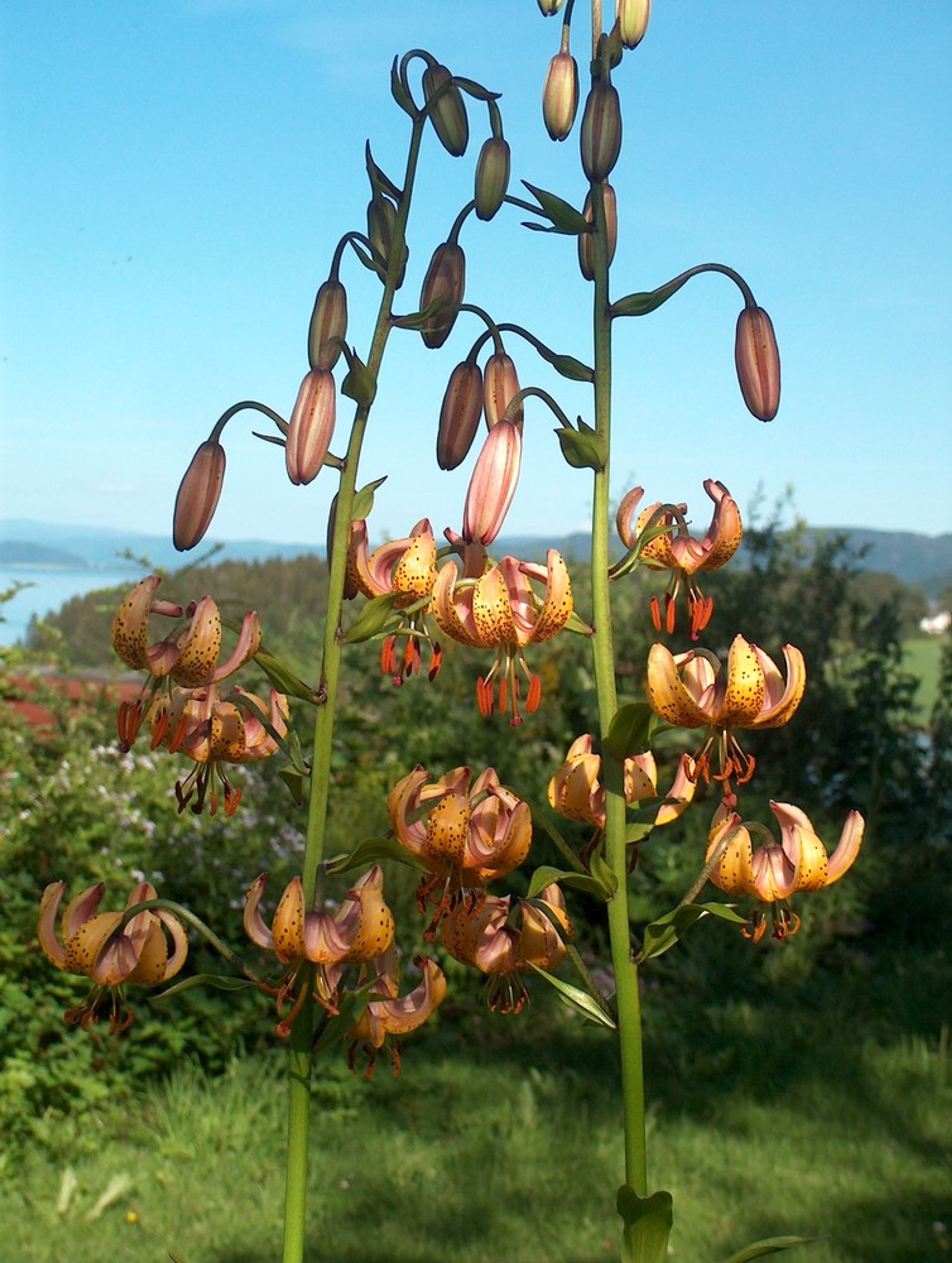 Lilium hansonii - 5