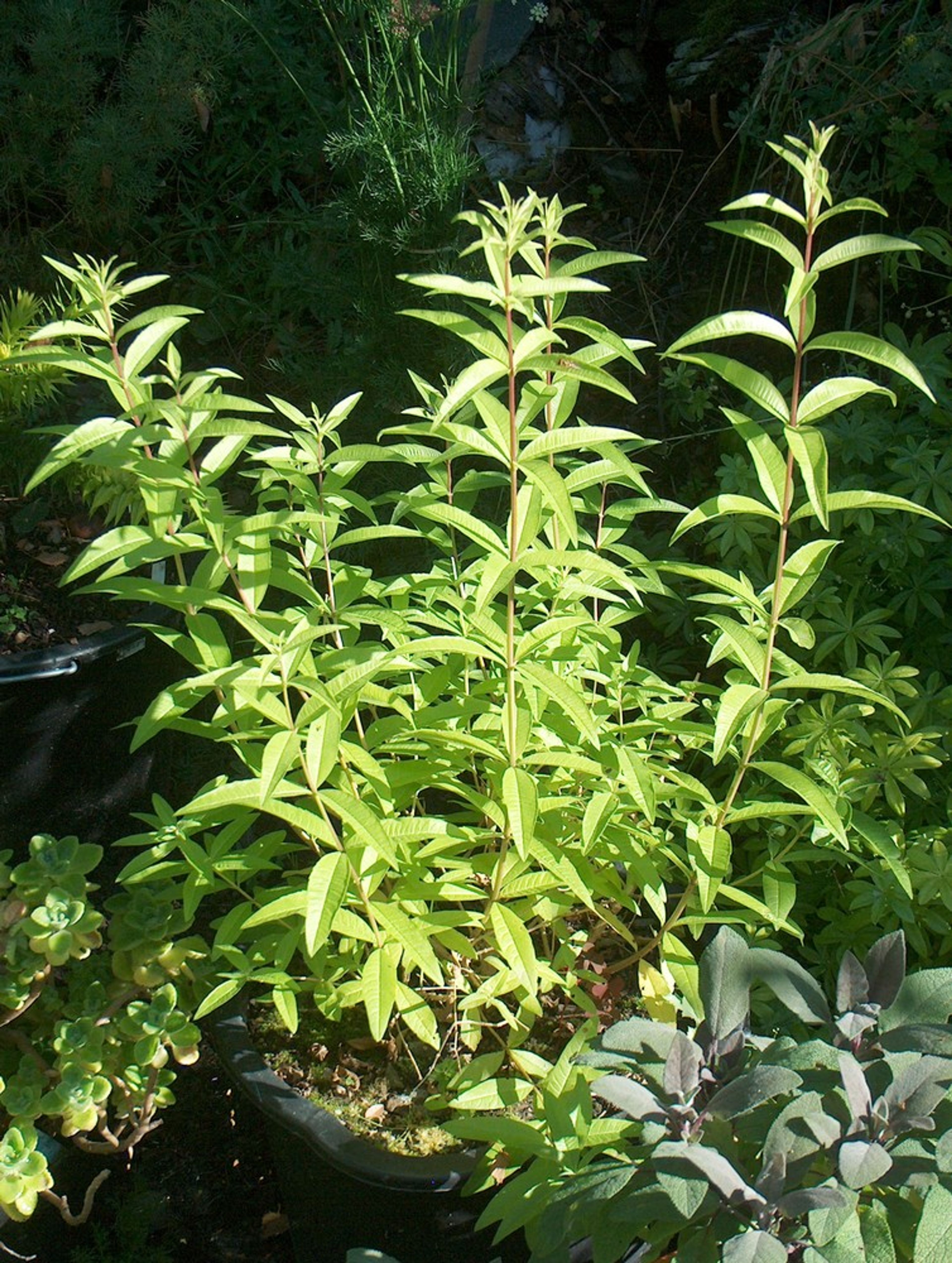 Aloysia citriodora - 33