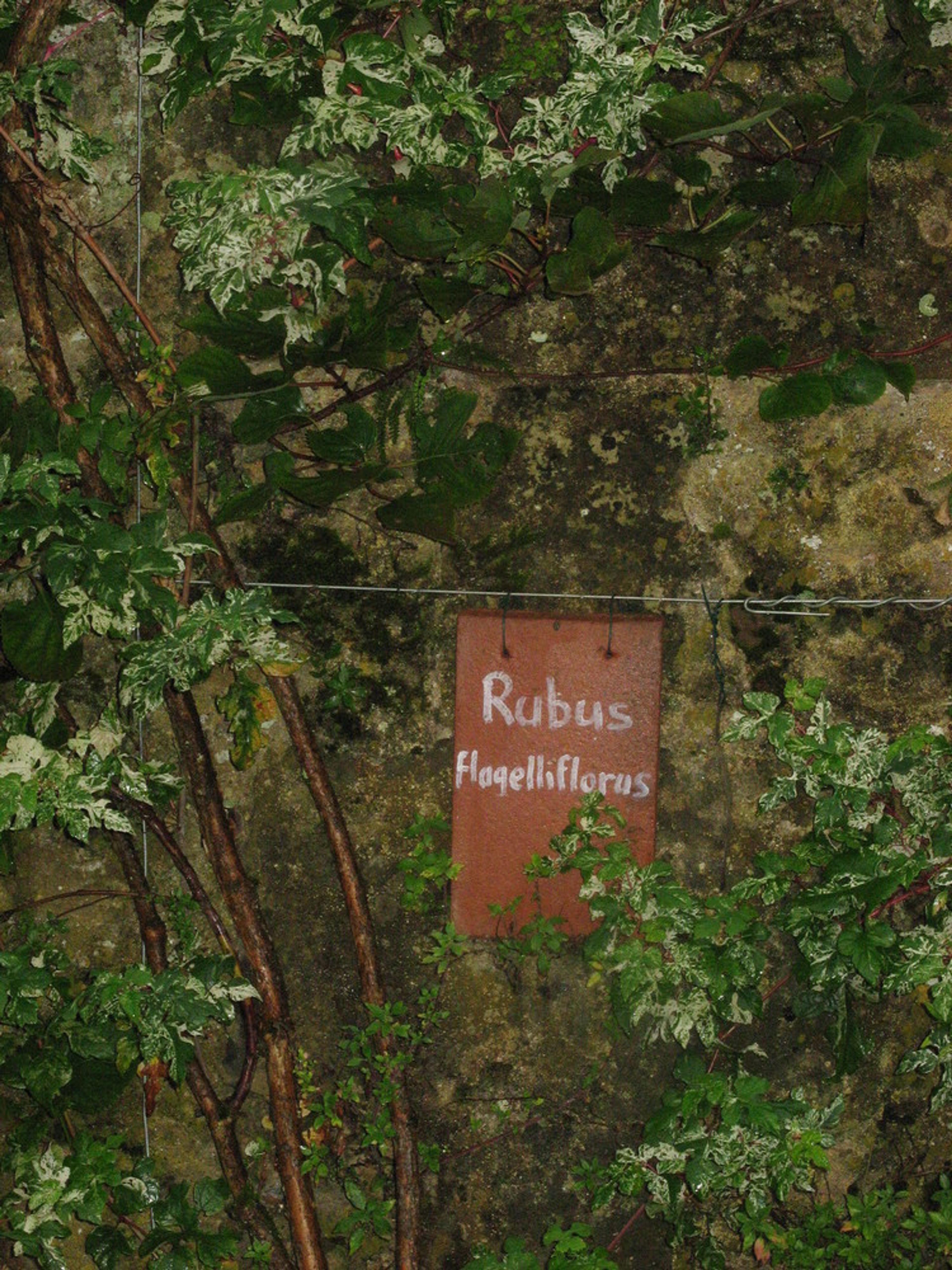 Rubus flagelliflorus - 1