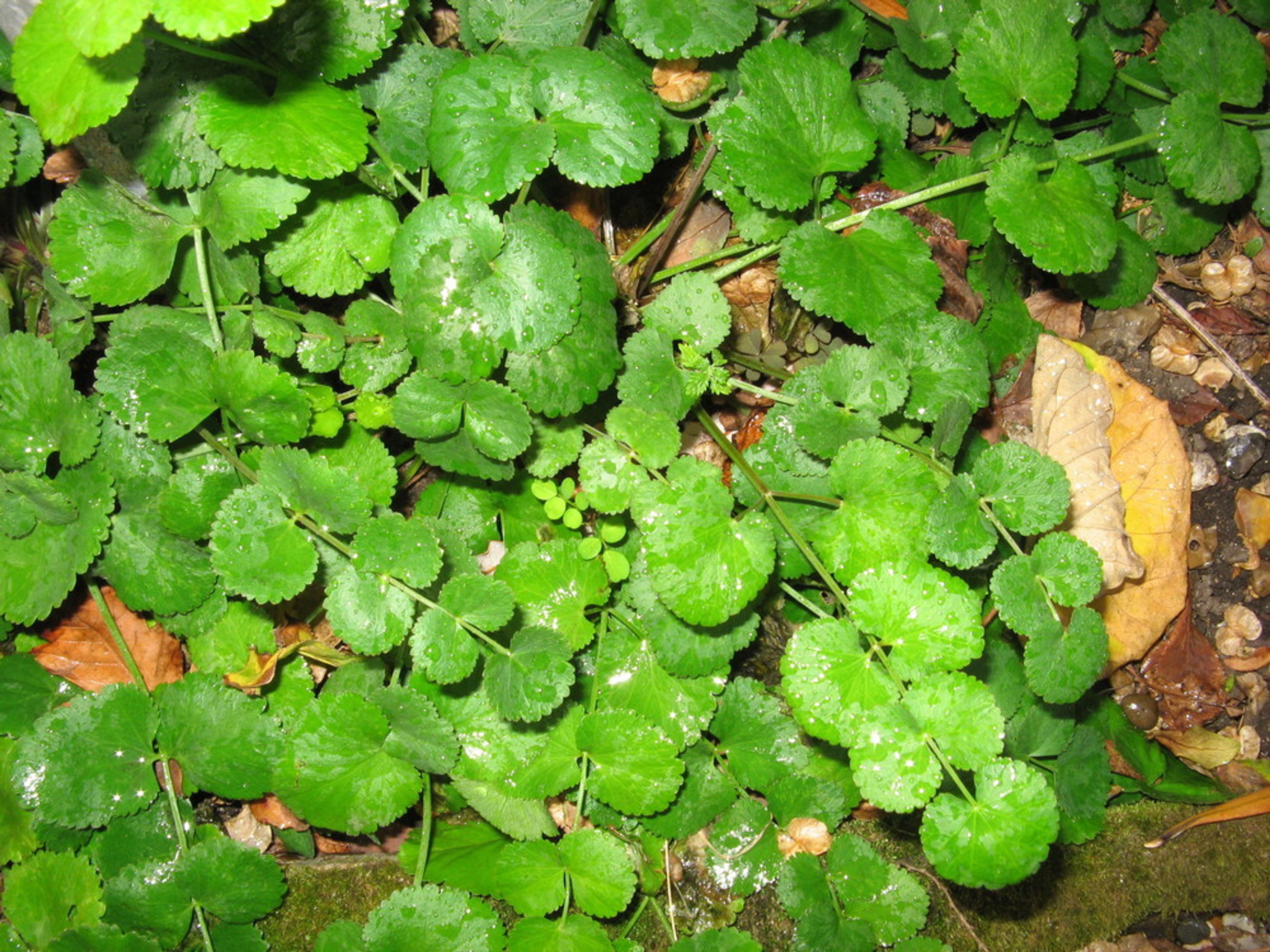 Pimpinella anisum - 40