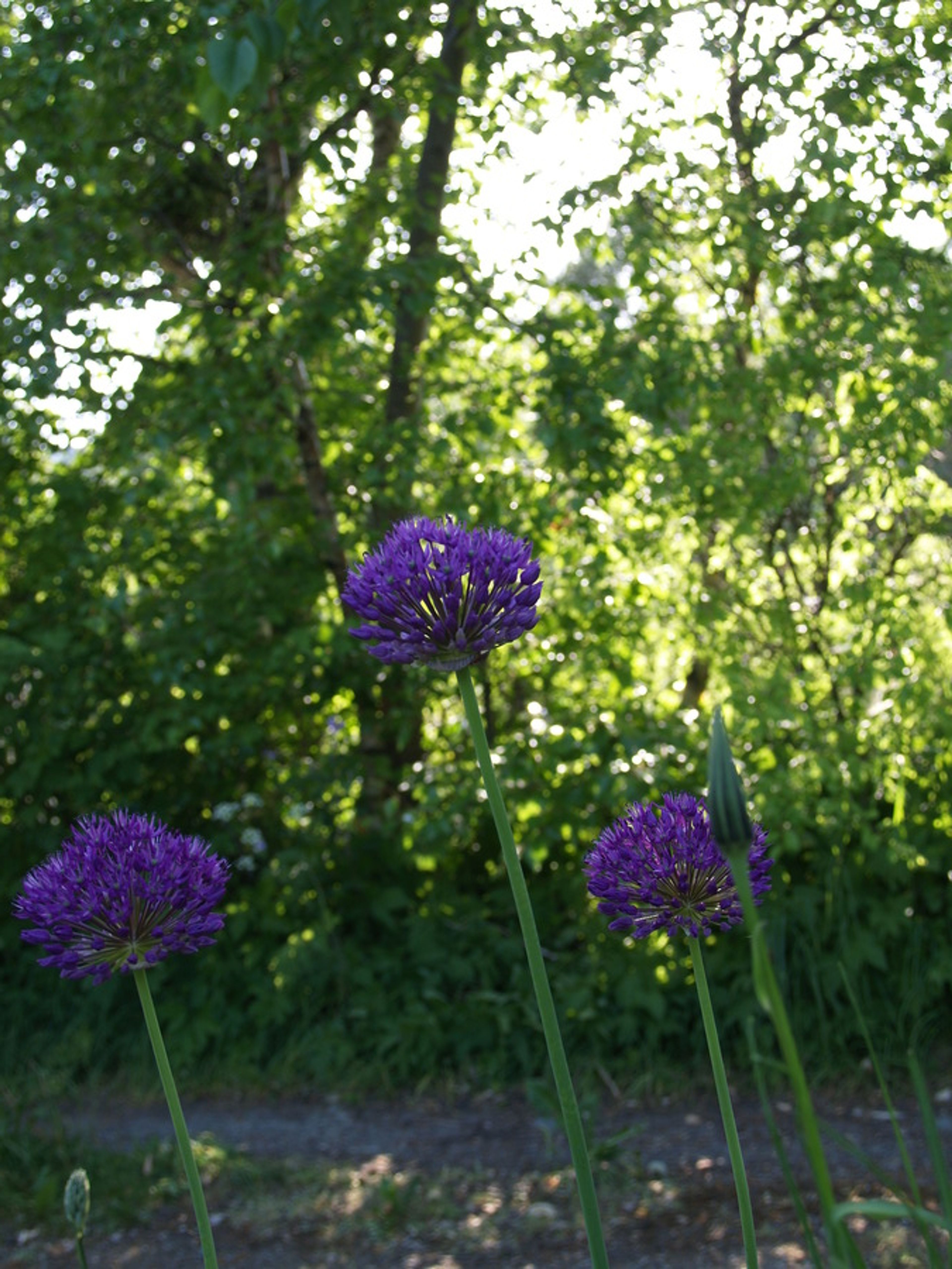 Allium aflatunense - 193