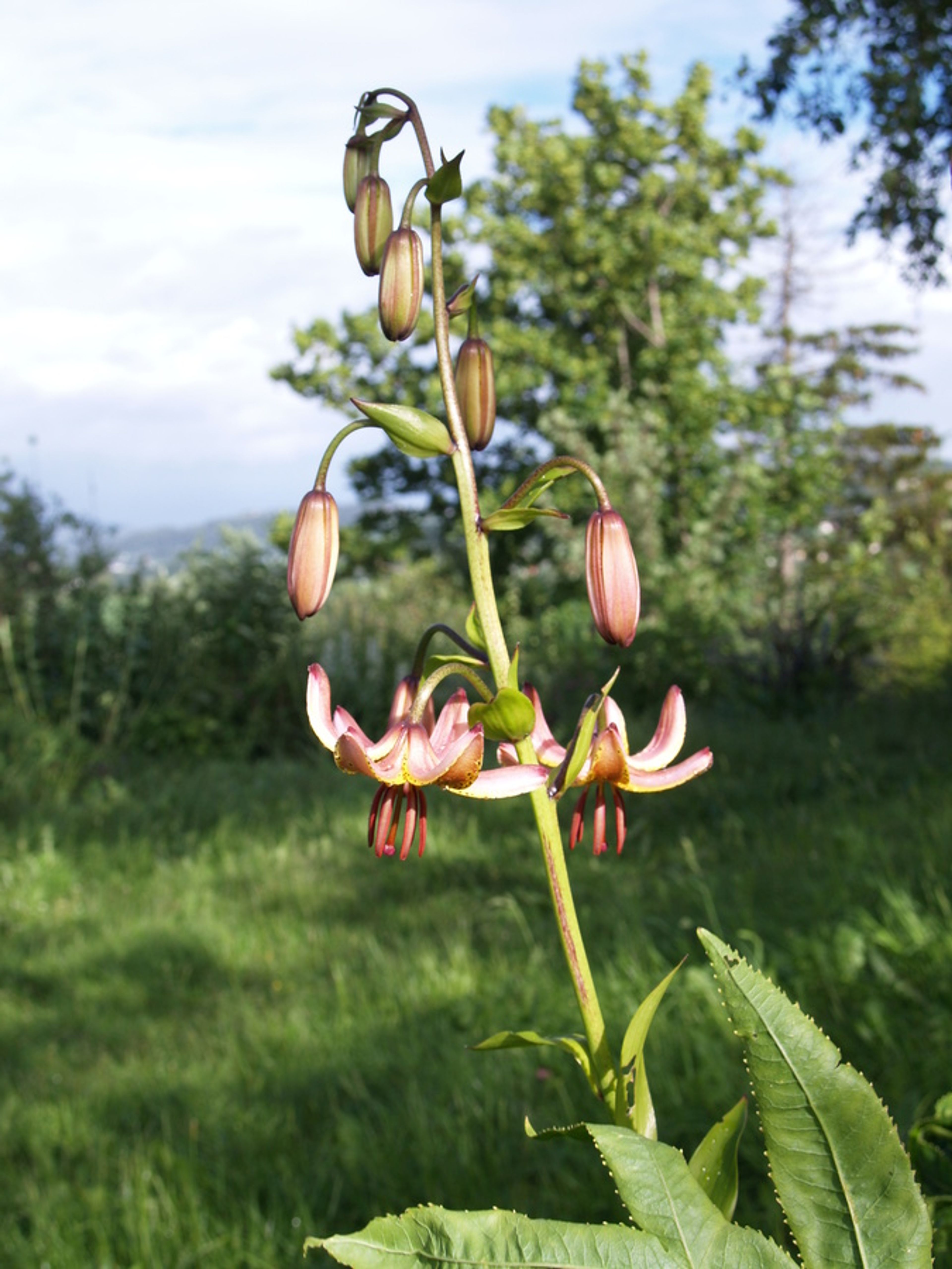 Lilium hansonii - 2