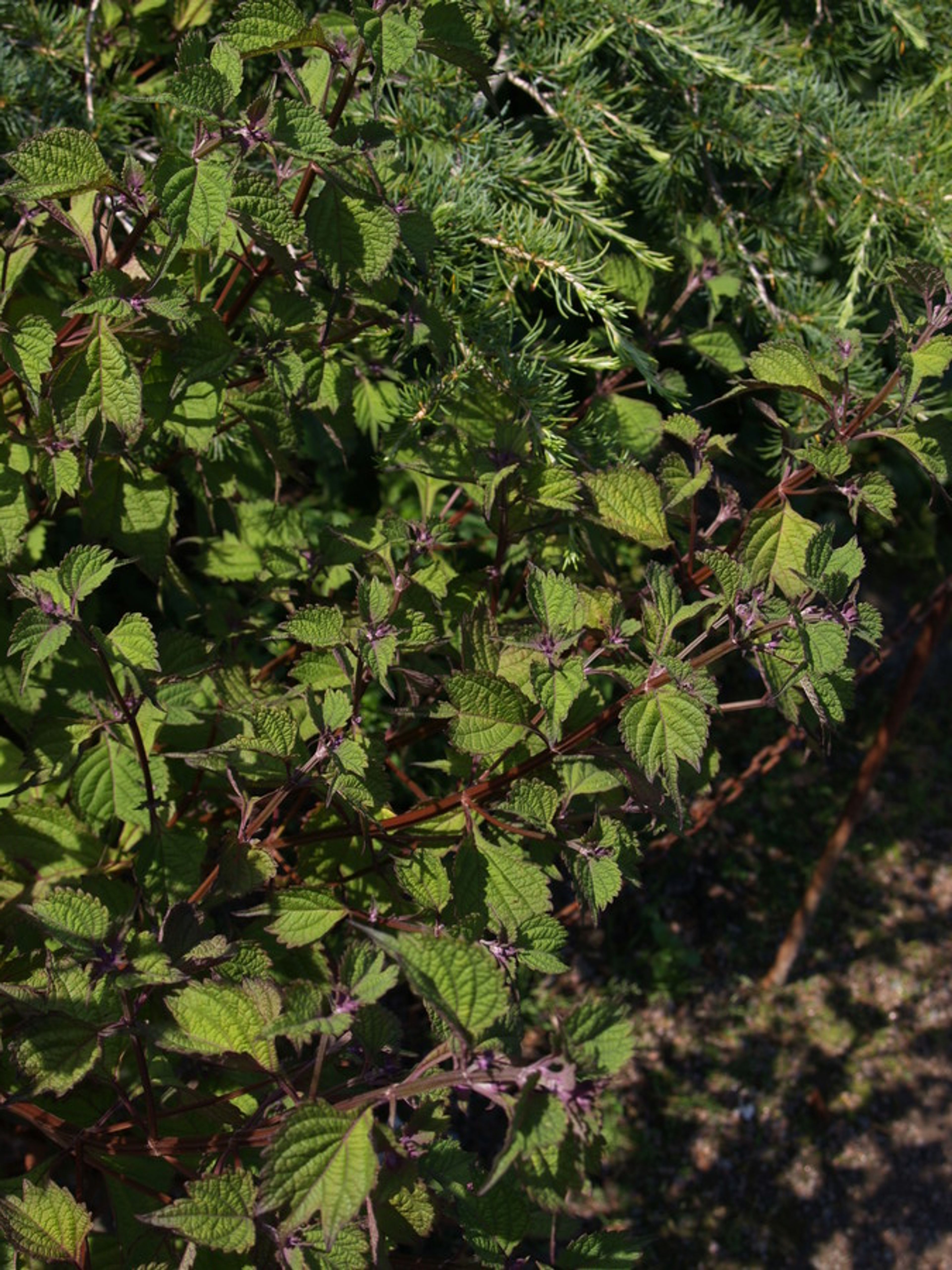 Isodon japonicus - 128