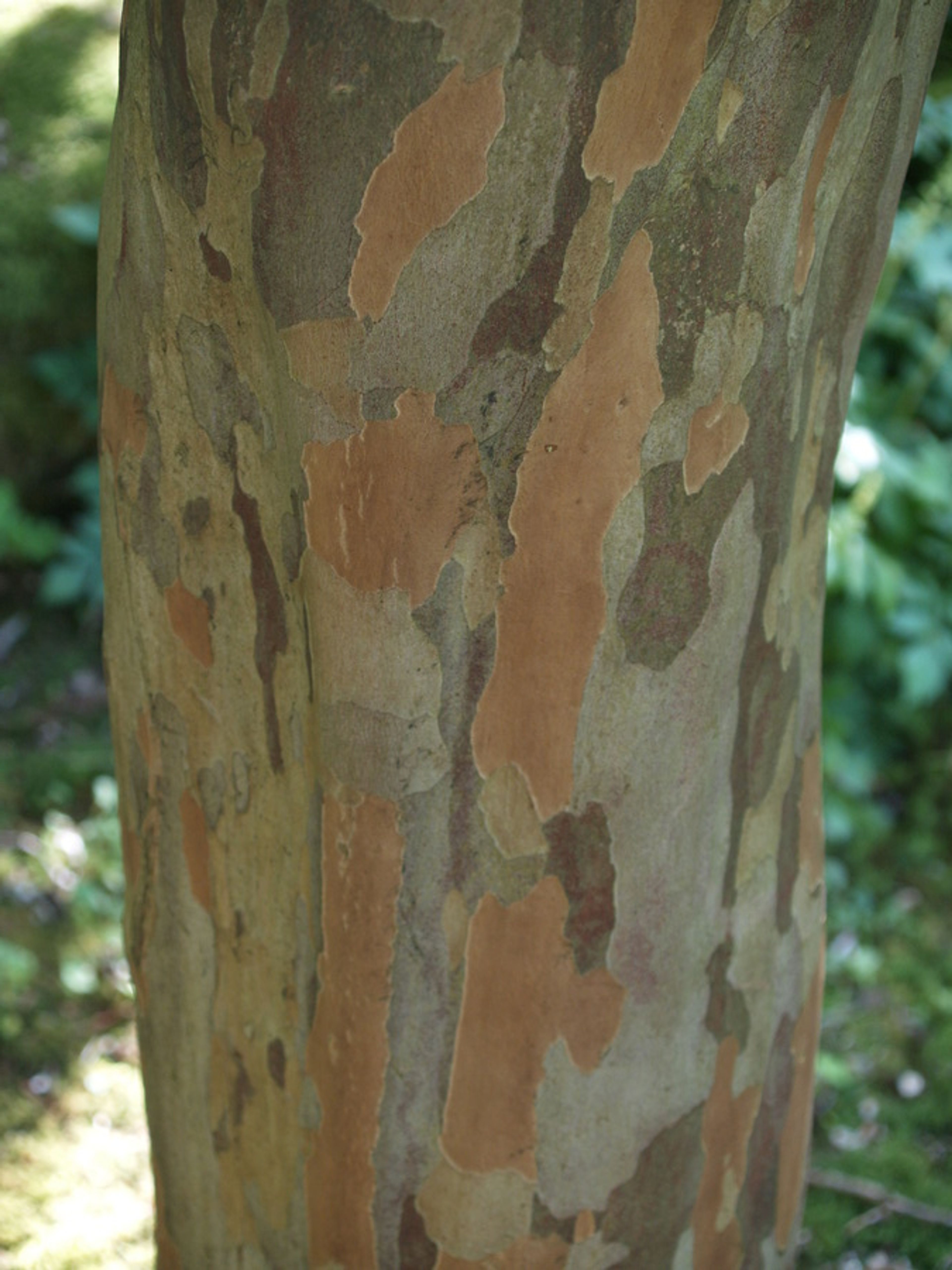 Stewartia pseudocamellia - 95
