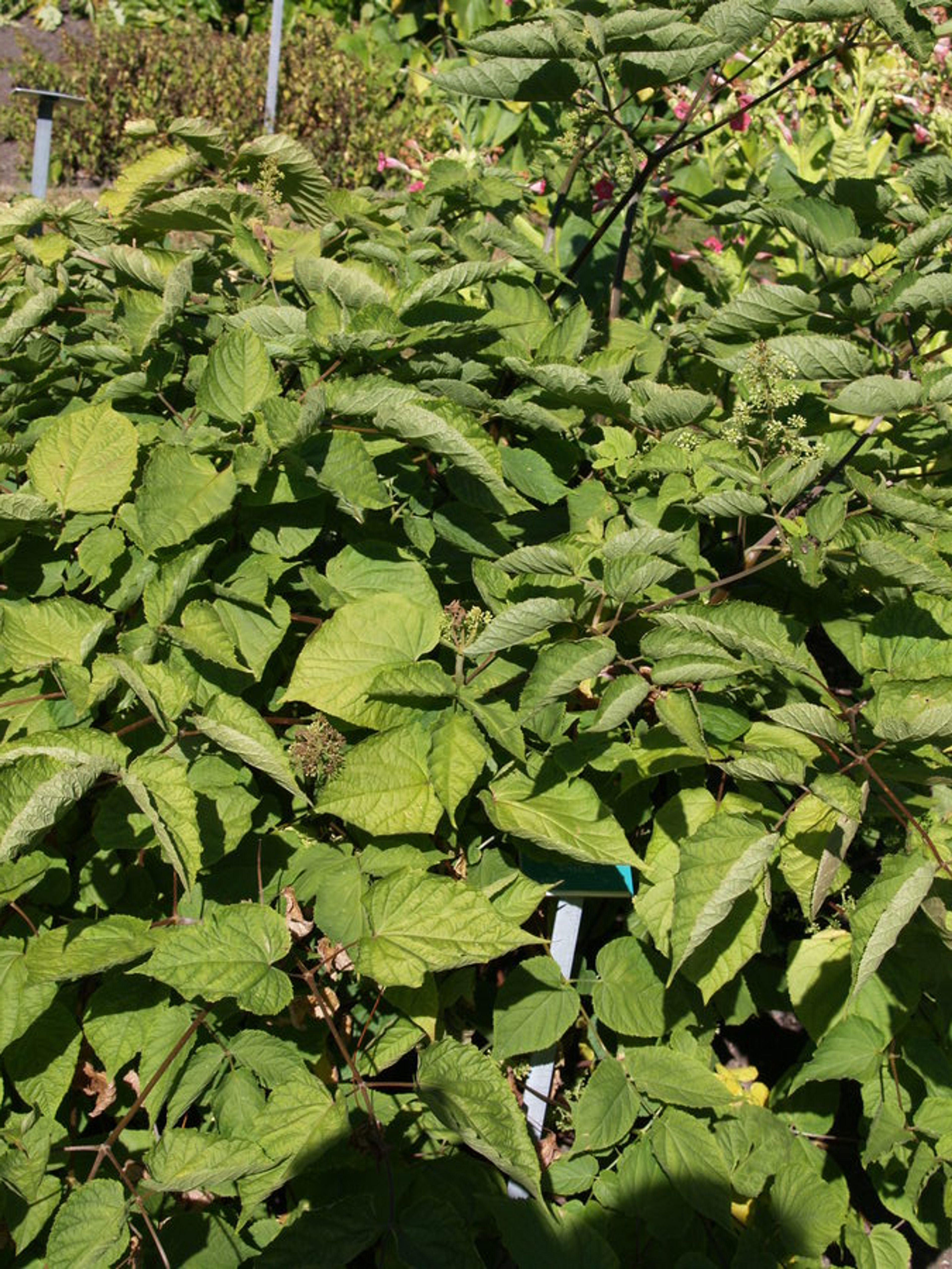 Panax ginseng - 62