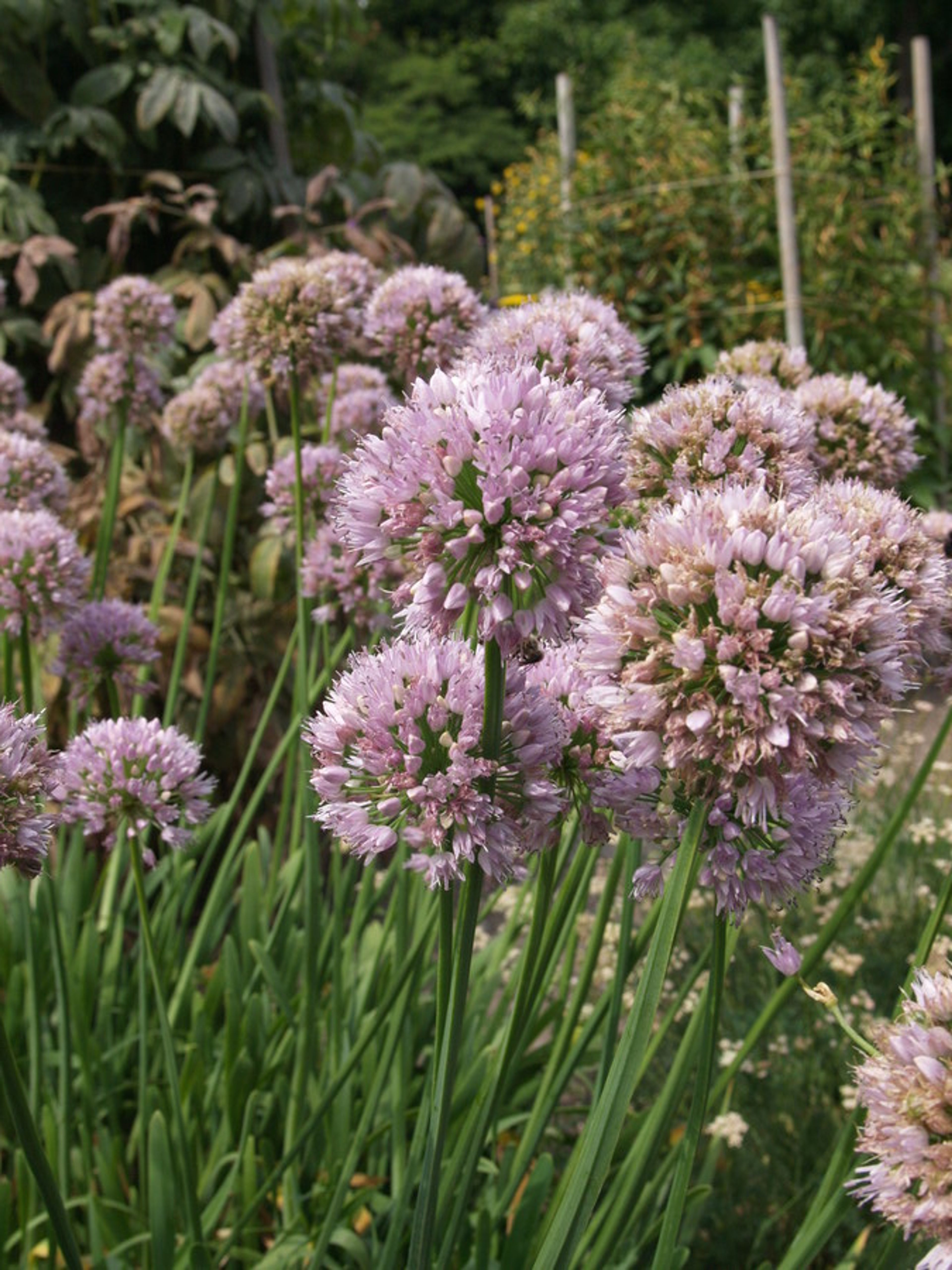 Allium thunbergii - 31