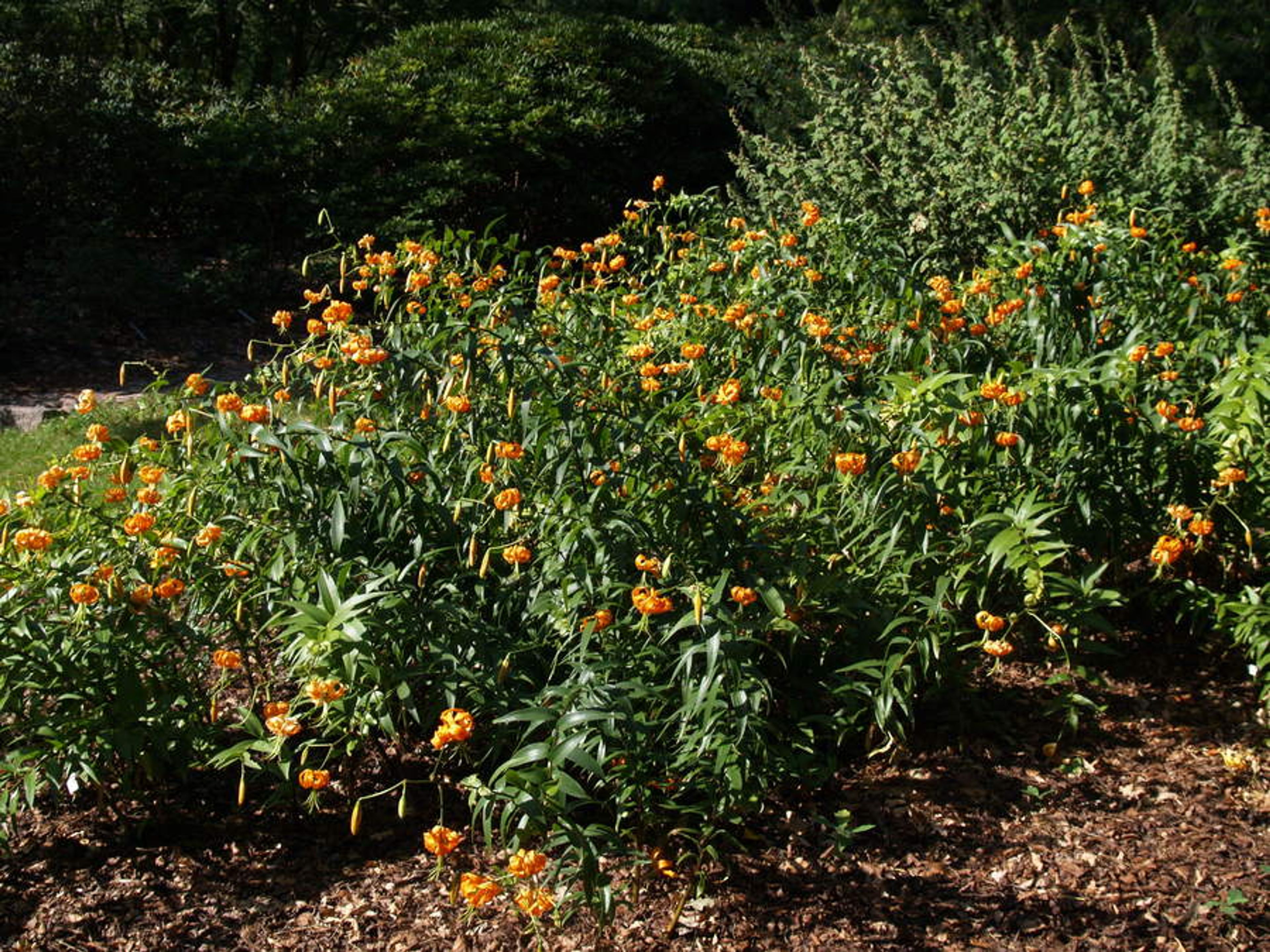 Lilium henryi - 115