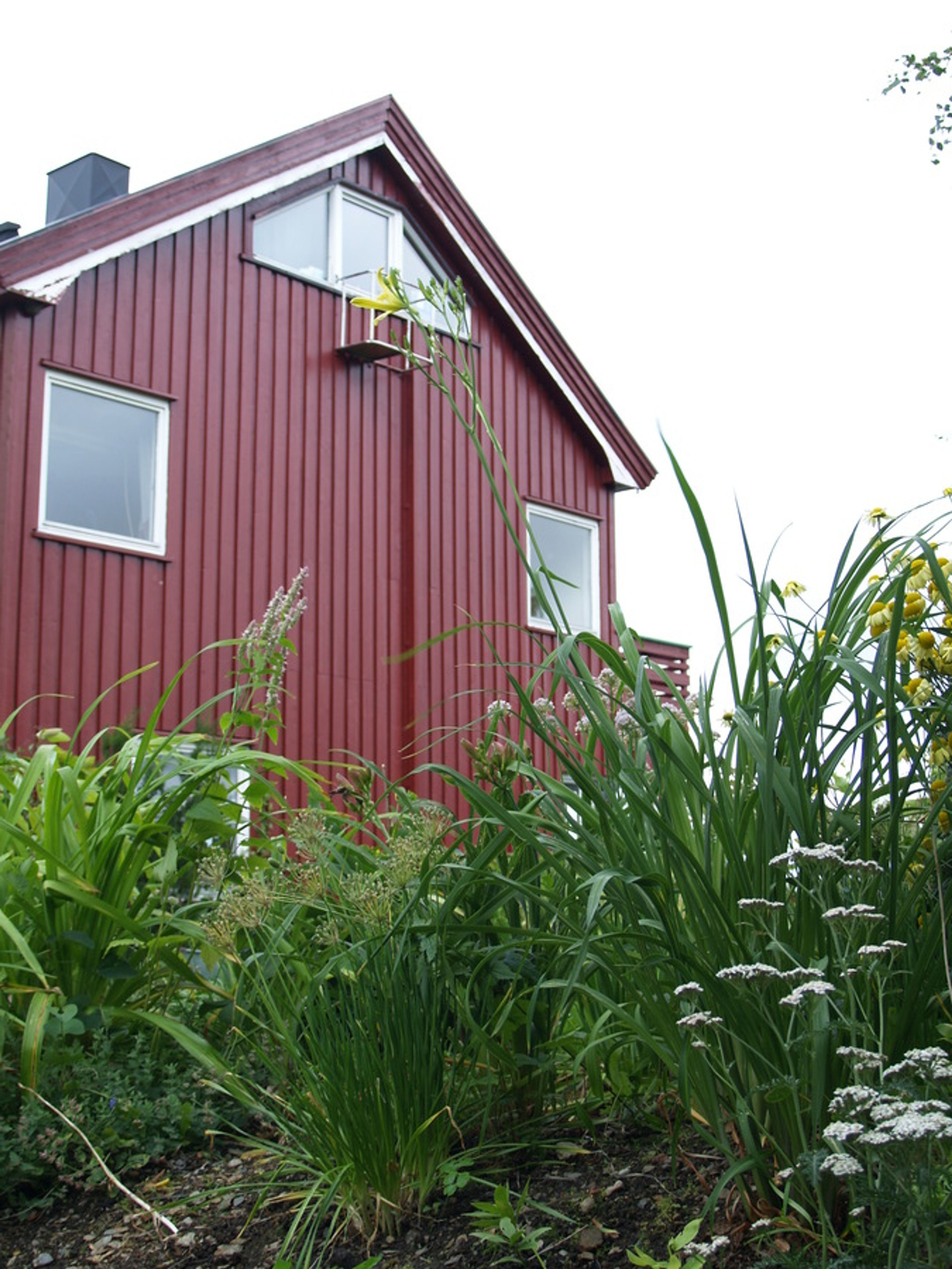 Hemerocallis altissima - 10