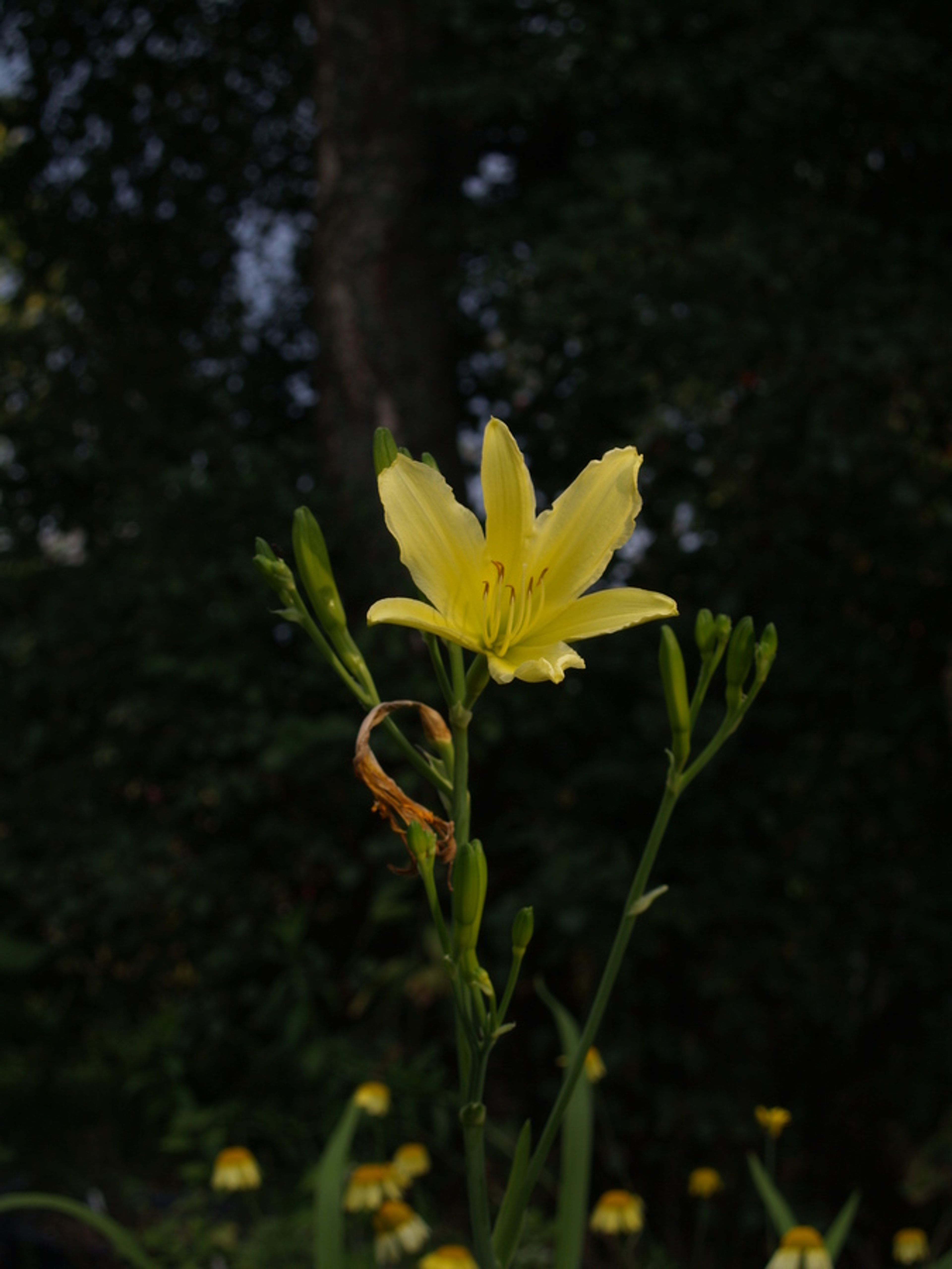 Hemerocallis altissima - 73
