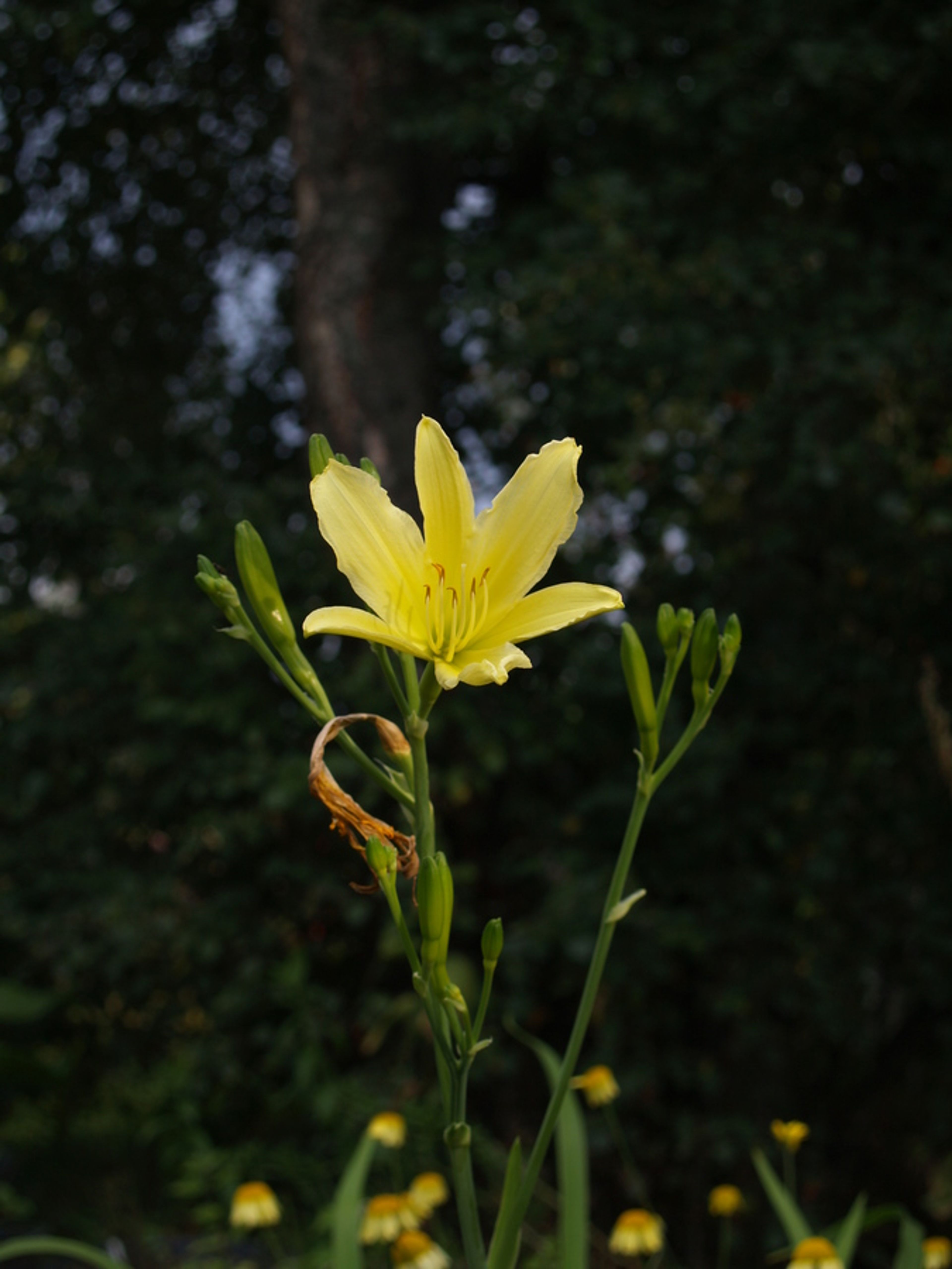 Hemerocallis altissima - 30