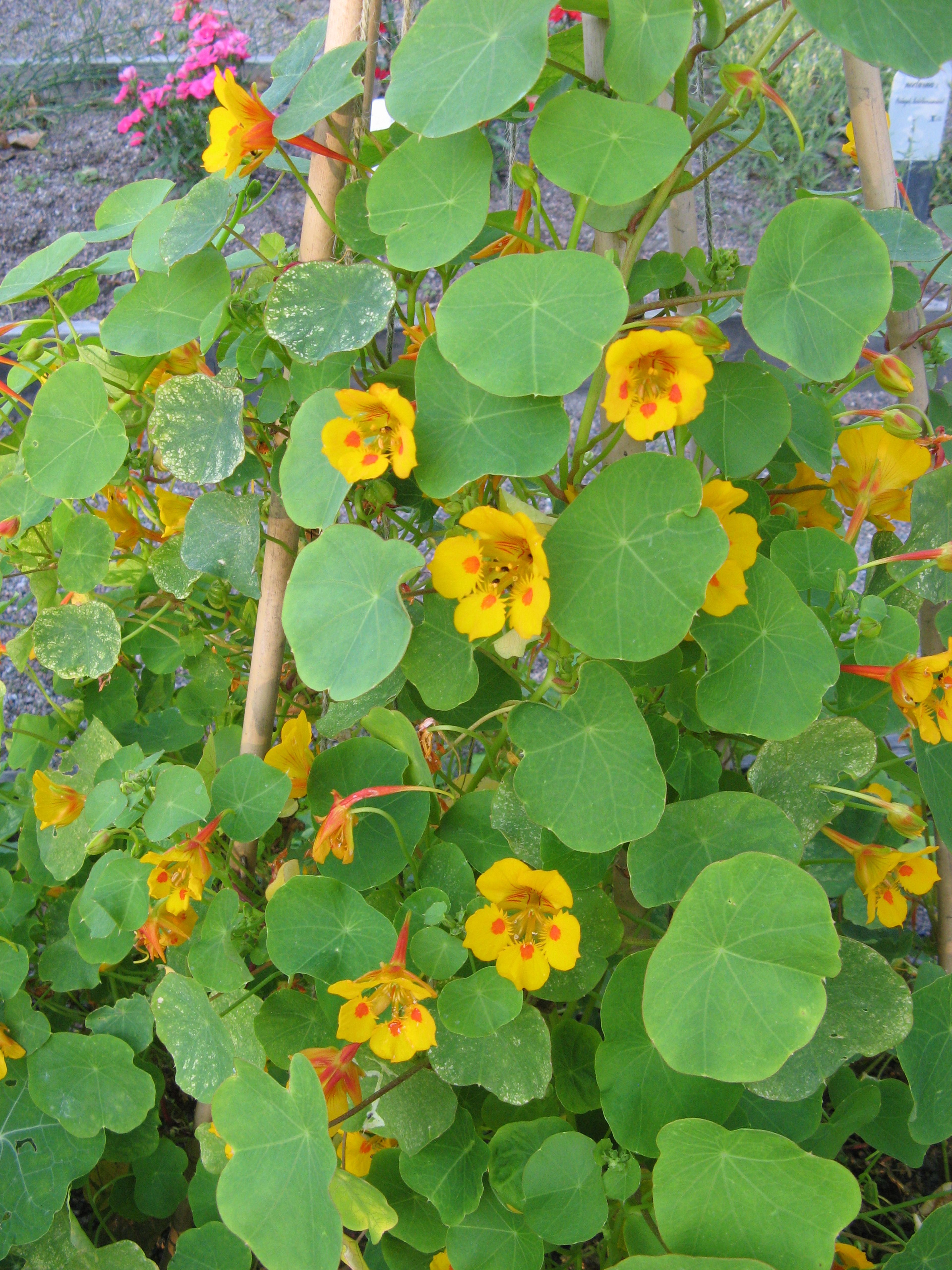 Tropaeolum minus - 33