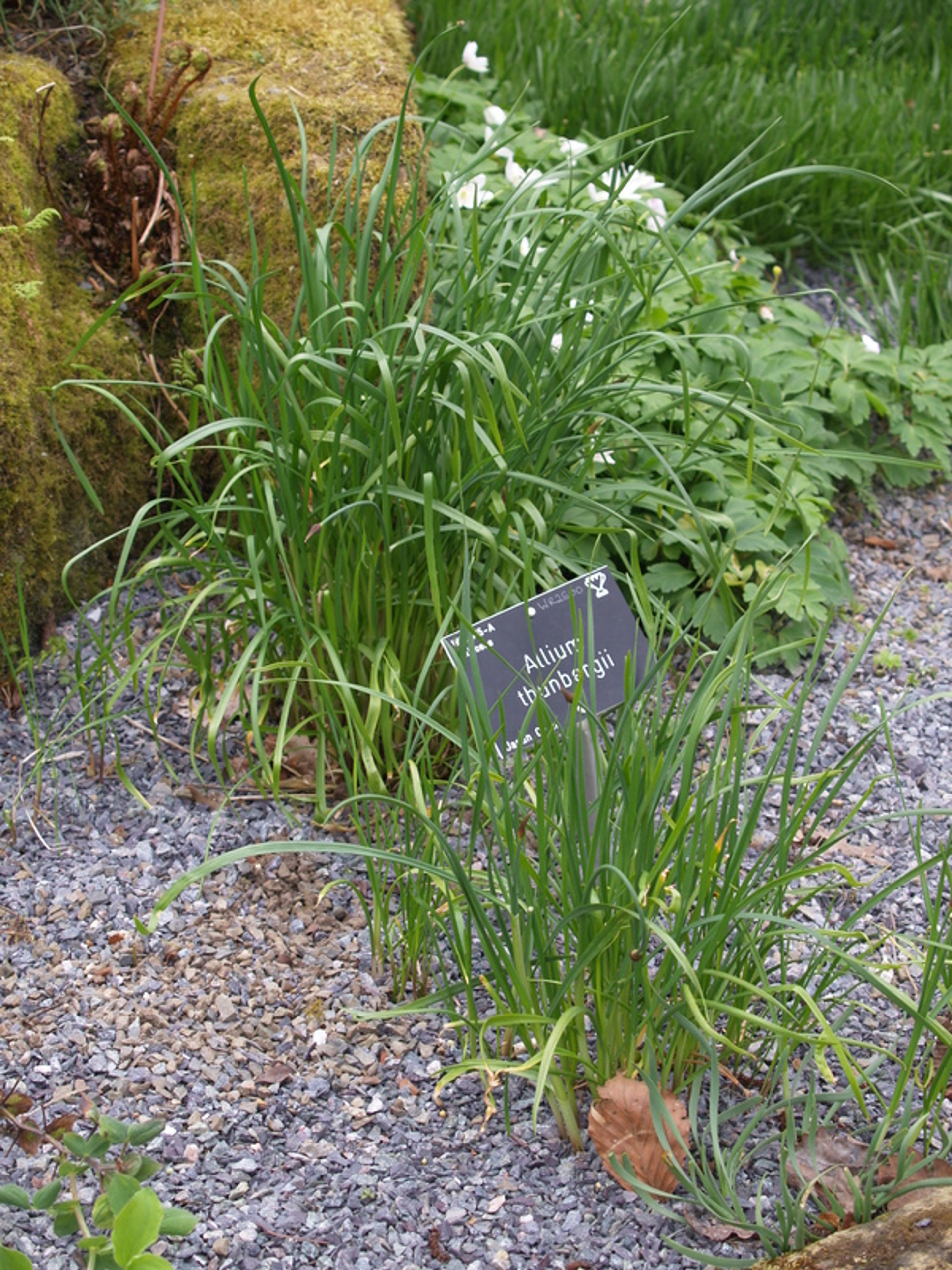 Allium thunbergii - 60