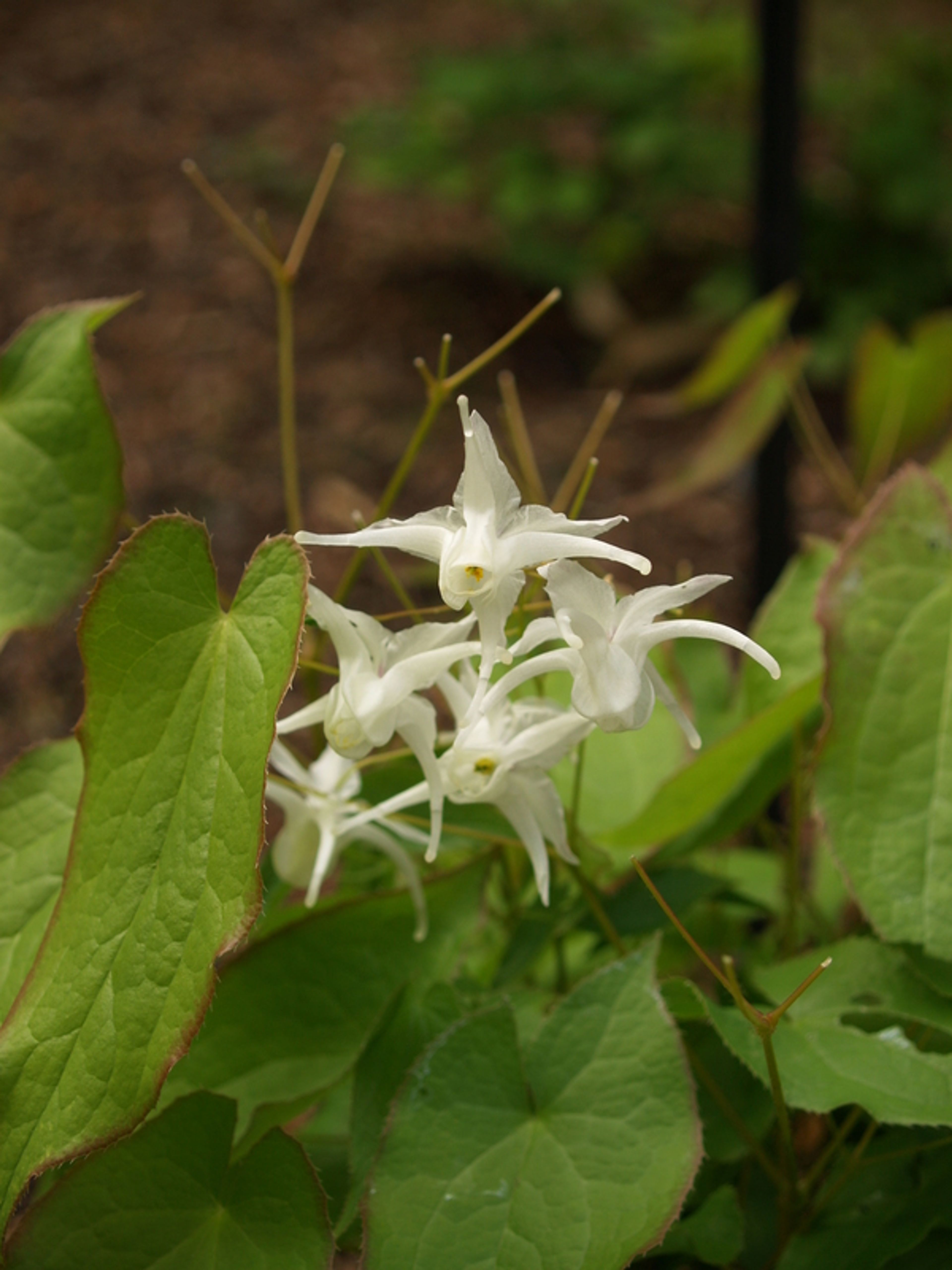 Epimedium grandiflorum - 90
