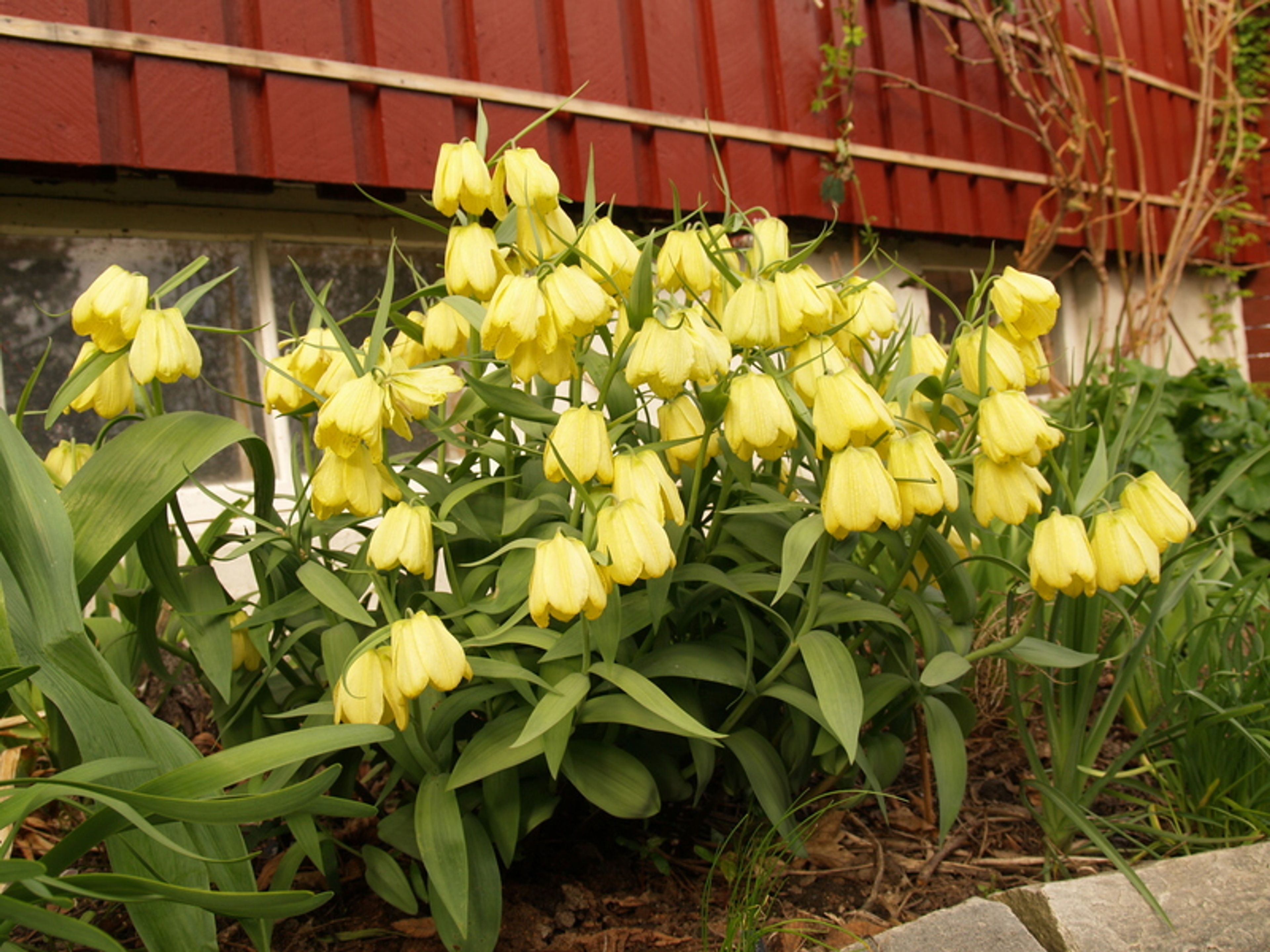 Fritillaria pallidiflora - 33