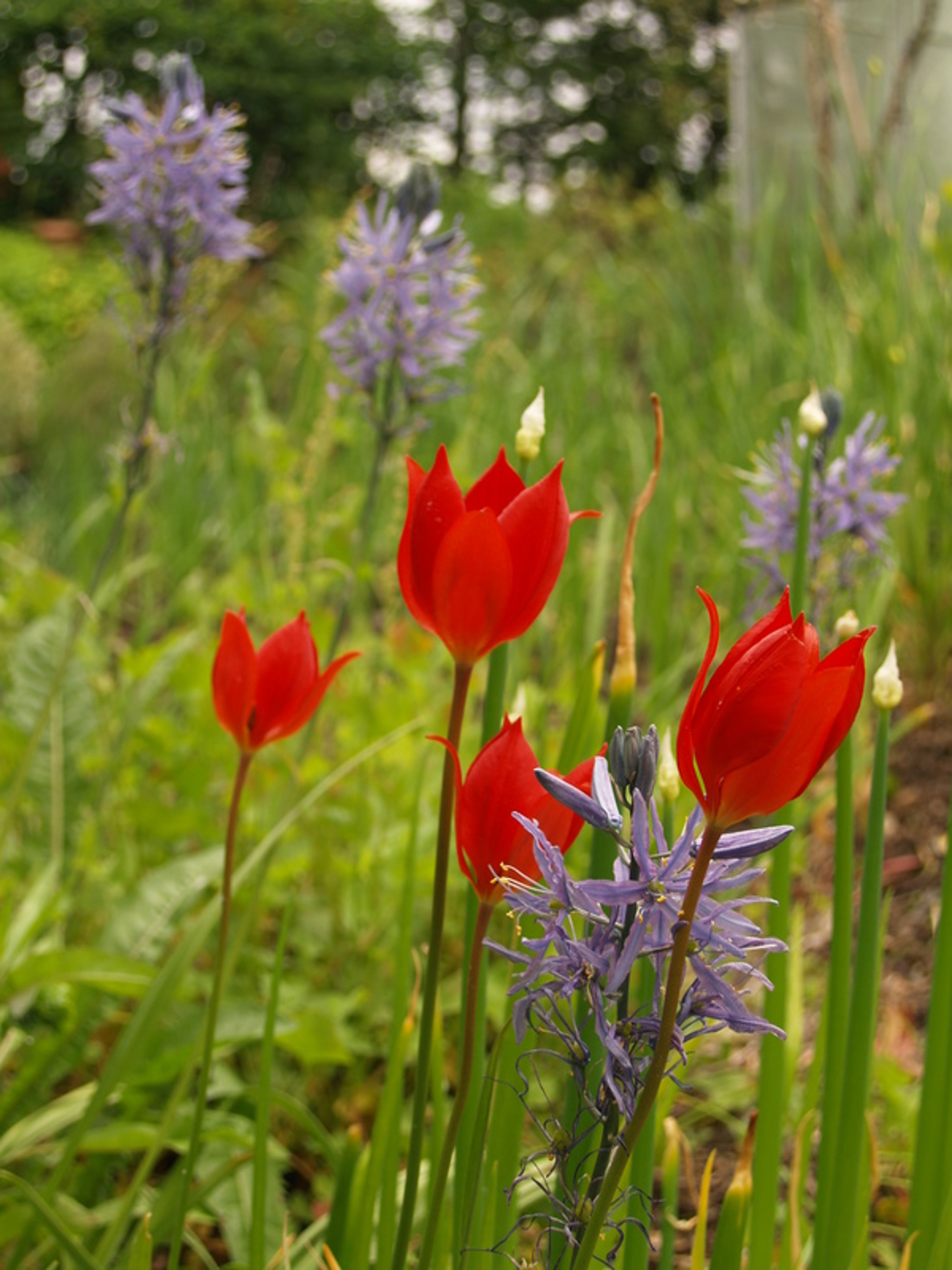 Tulipa montana - 51
