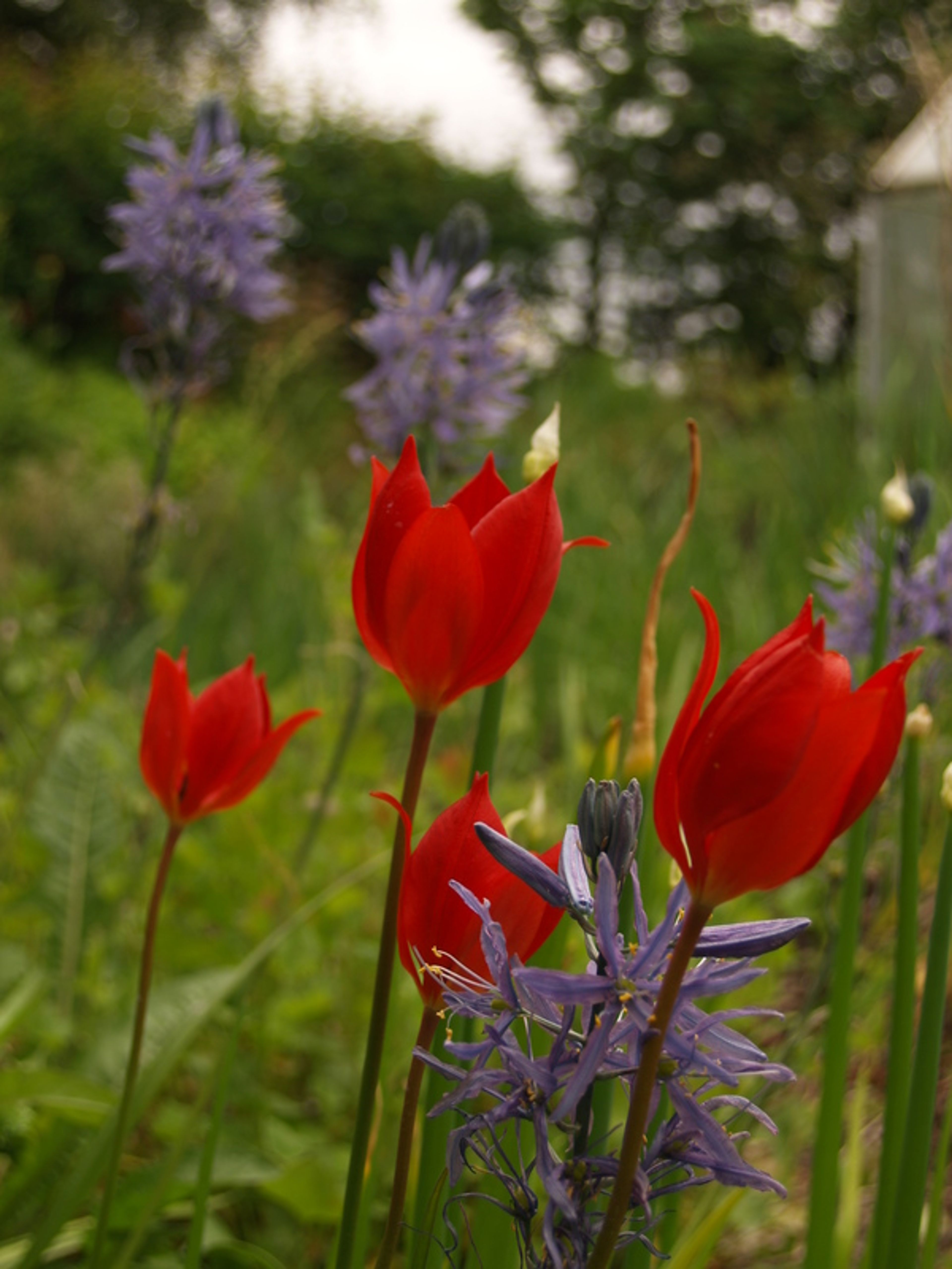 Tulipa montana - 11