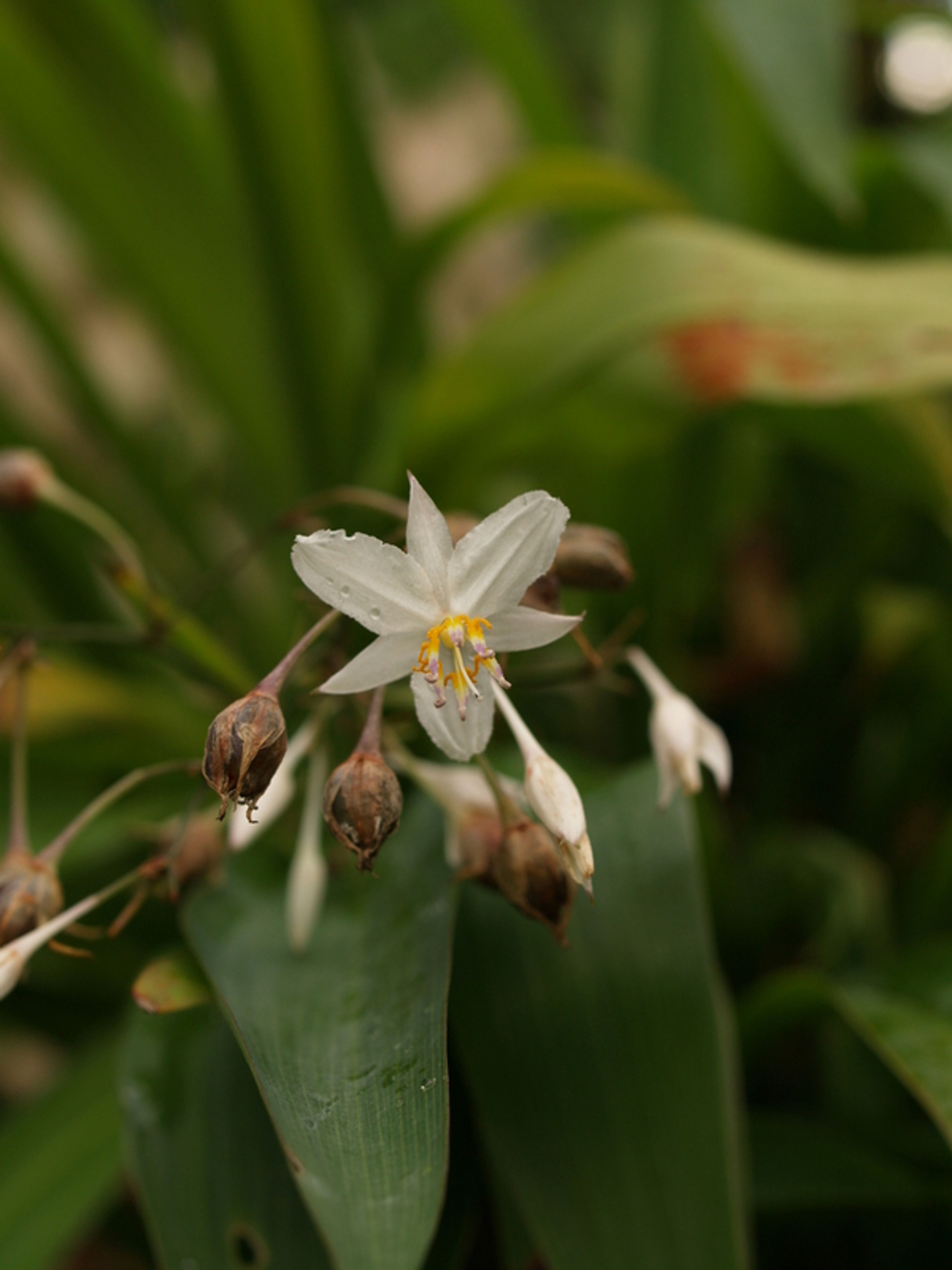 Arthropodium cirrhatum - 8