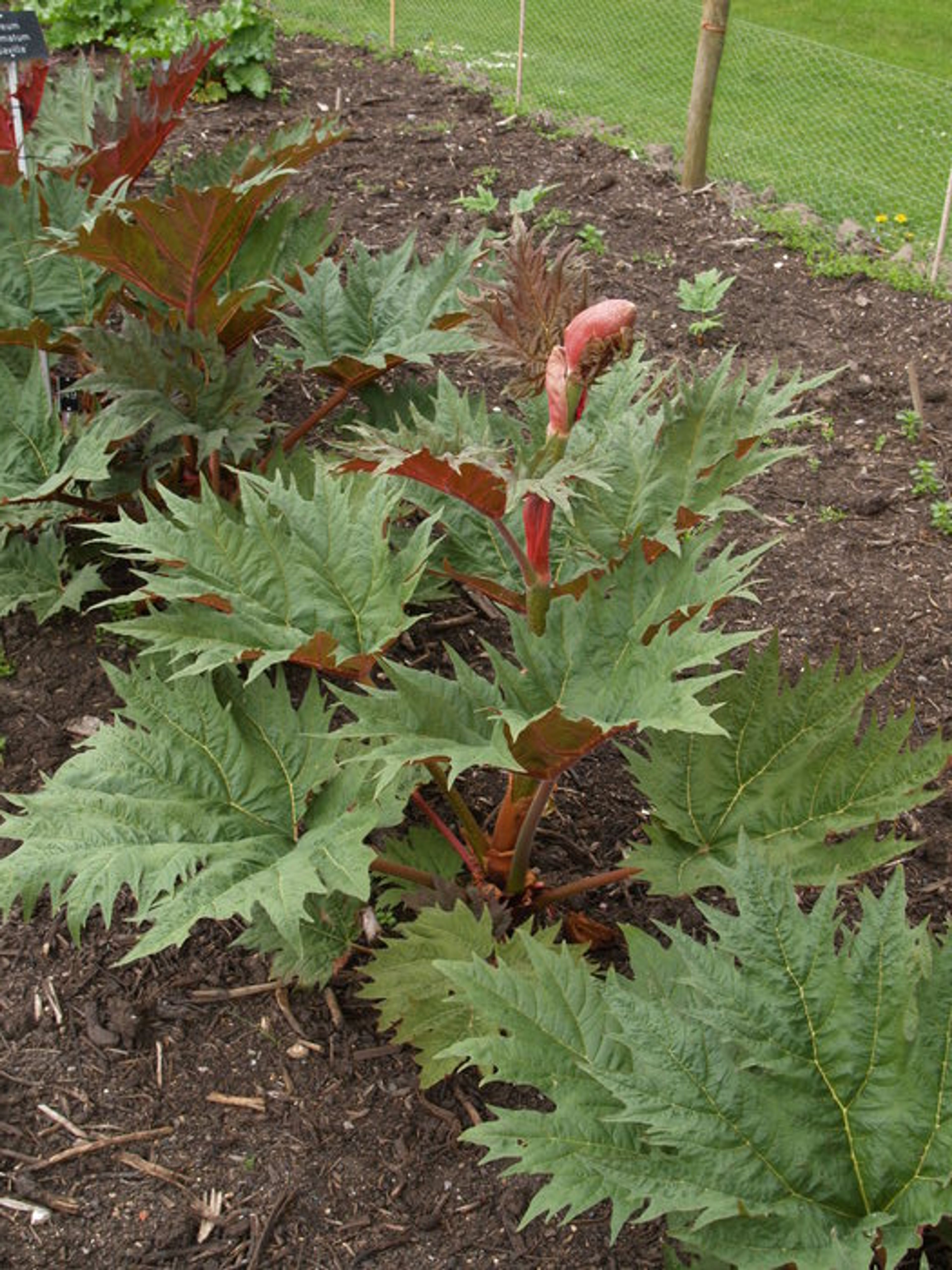 Rheum palmatum - 80