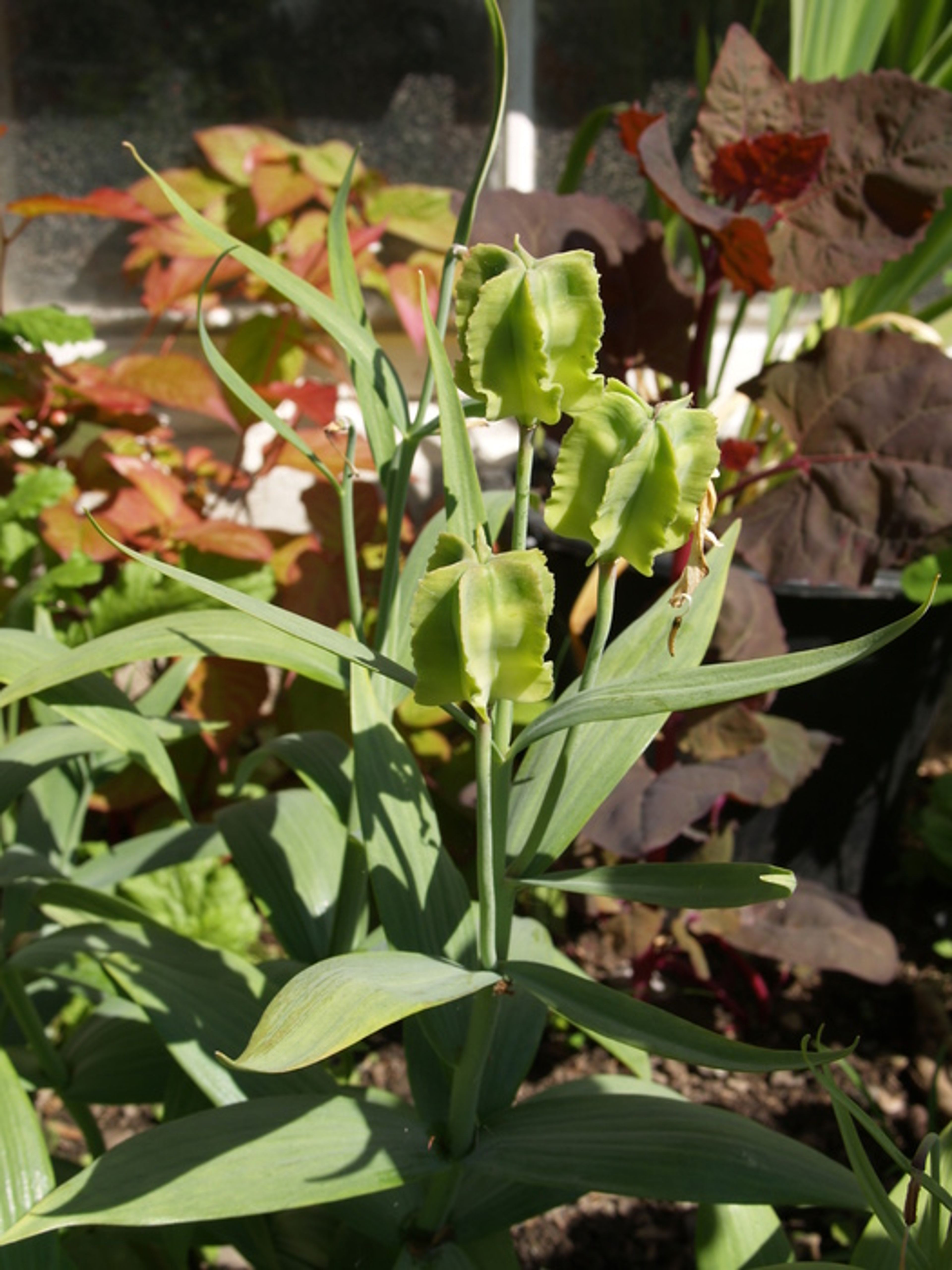 Fritillaria pallidiflora - 34