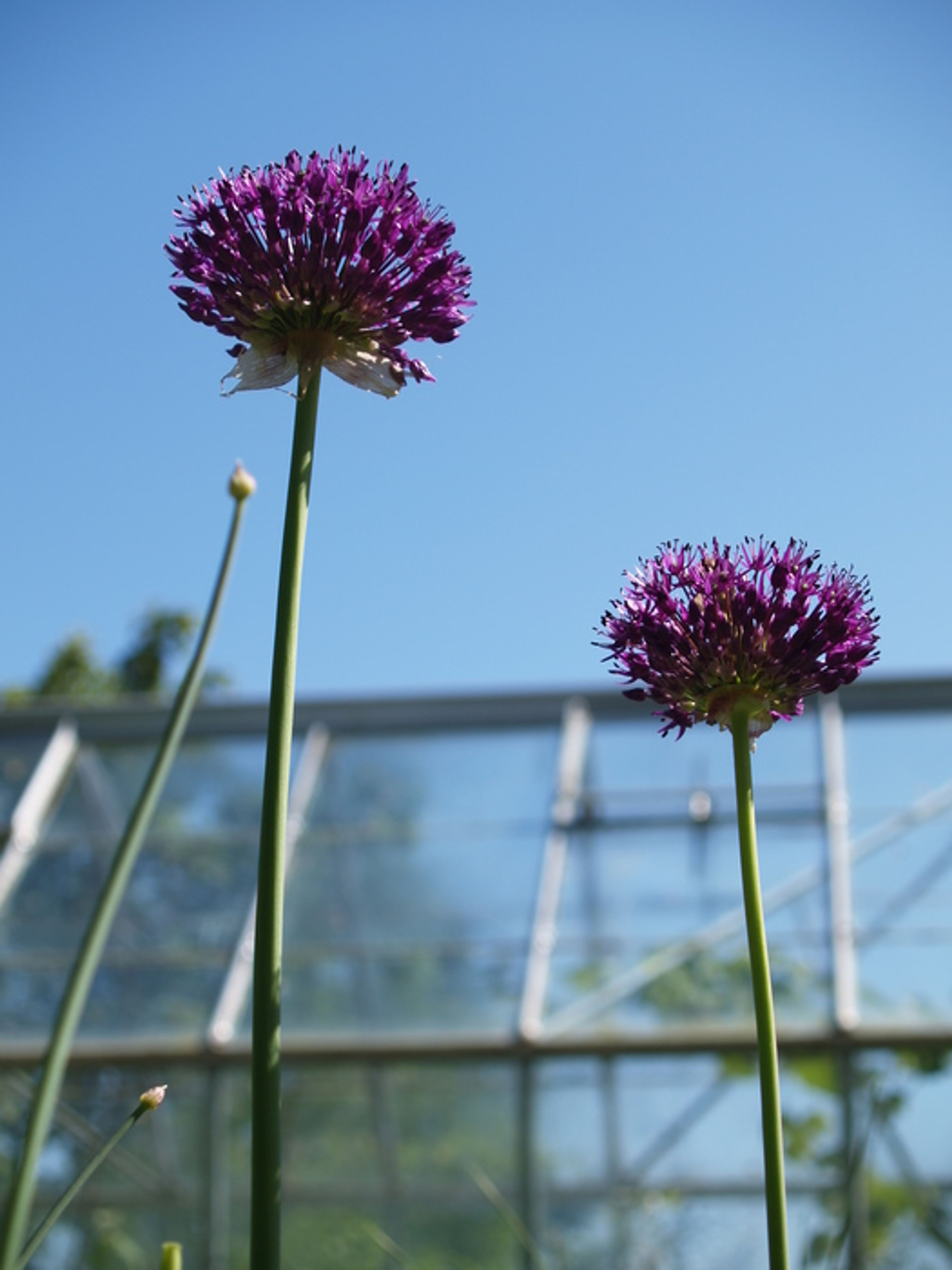 Allium aflatunense - 173