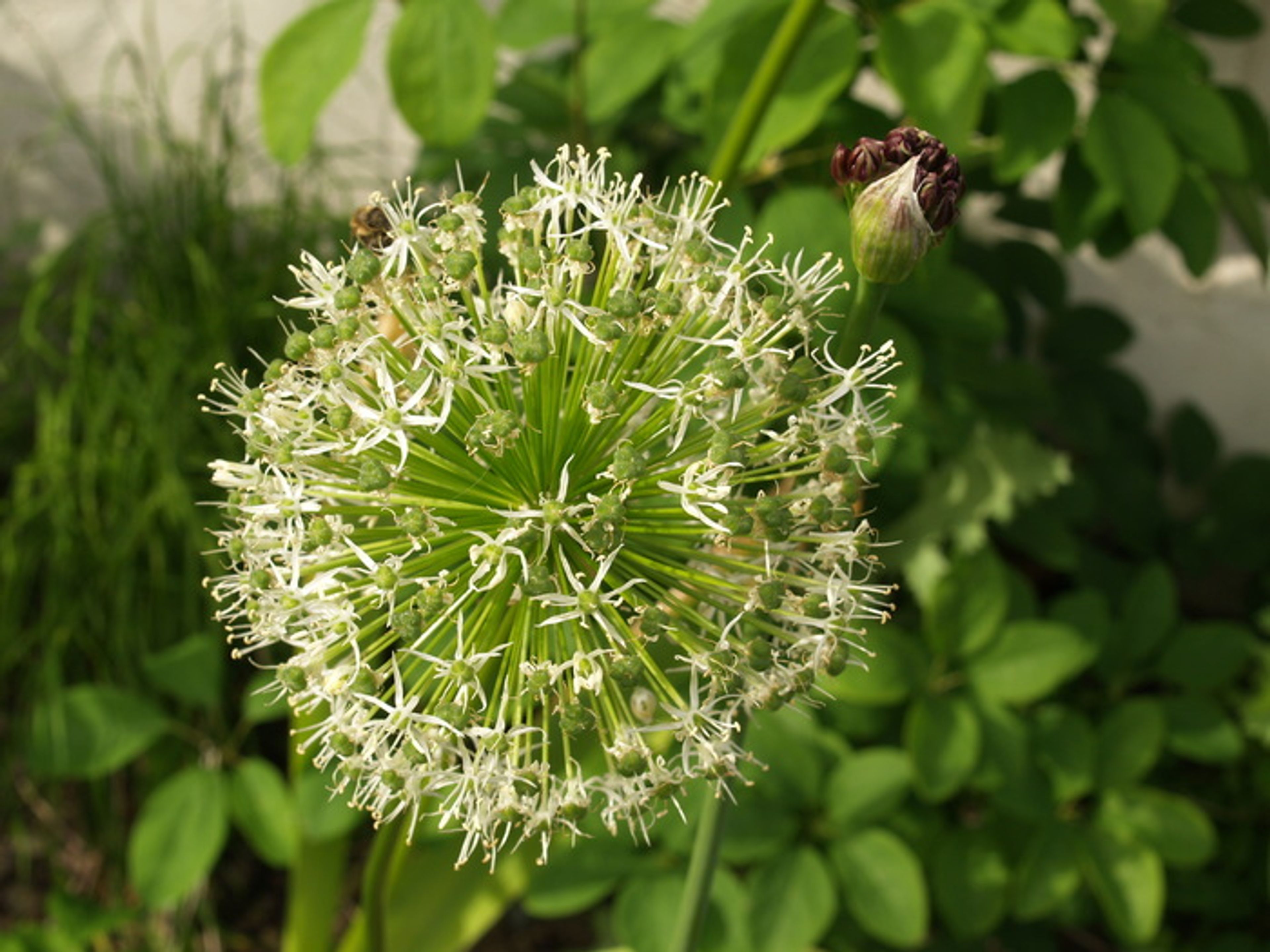 Allium atropurpureum - 19