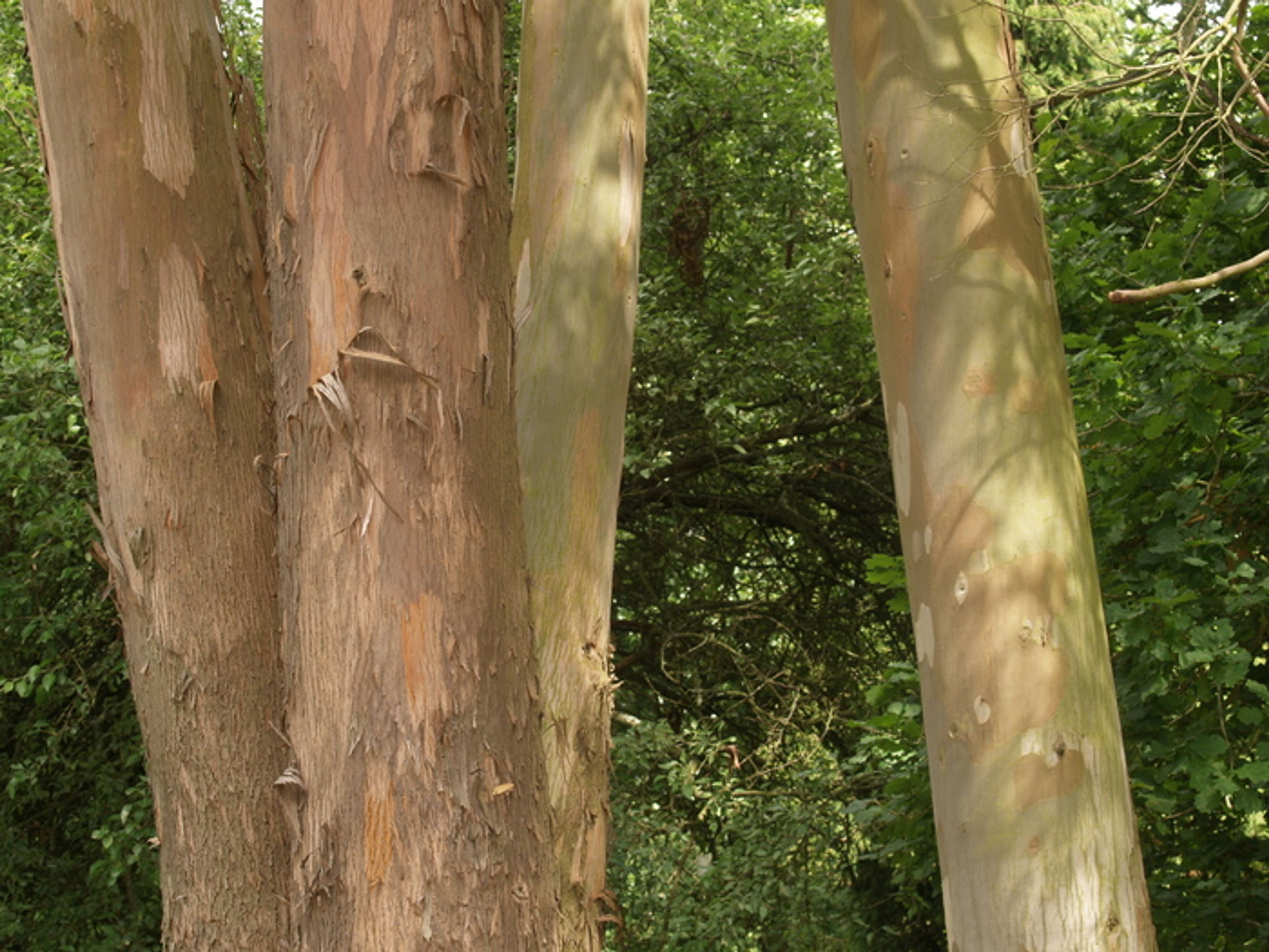 Eucalyptus gunnii - 50