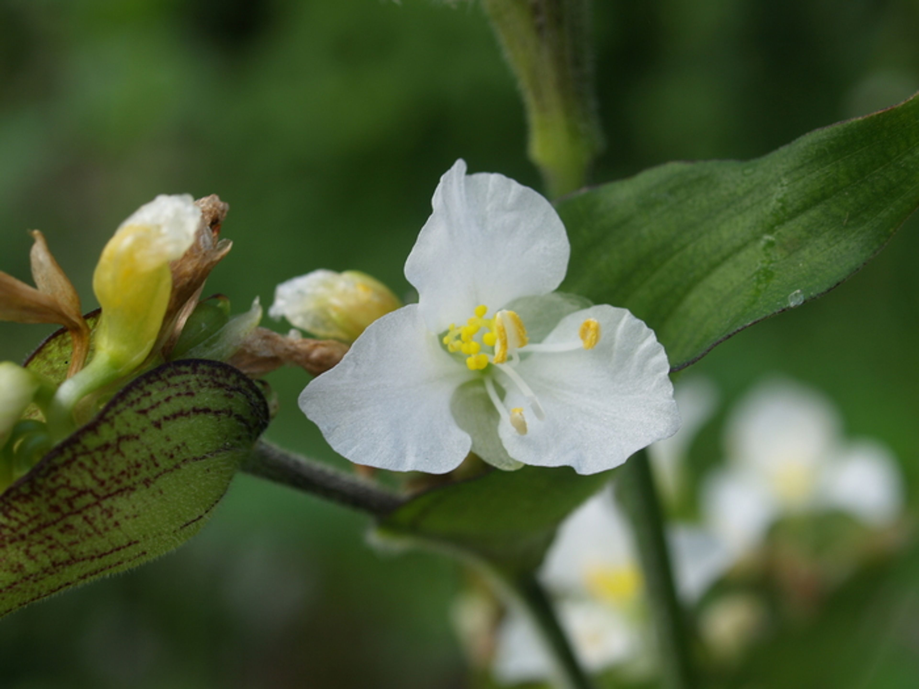 Commelina coelestis - 40