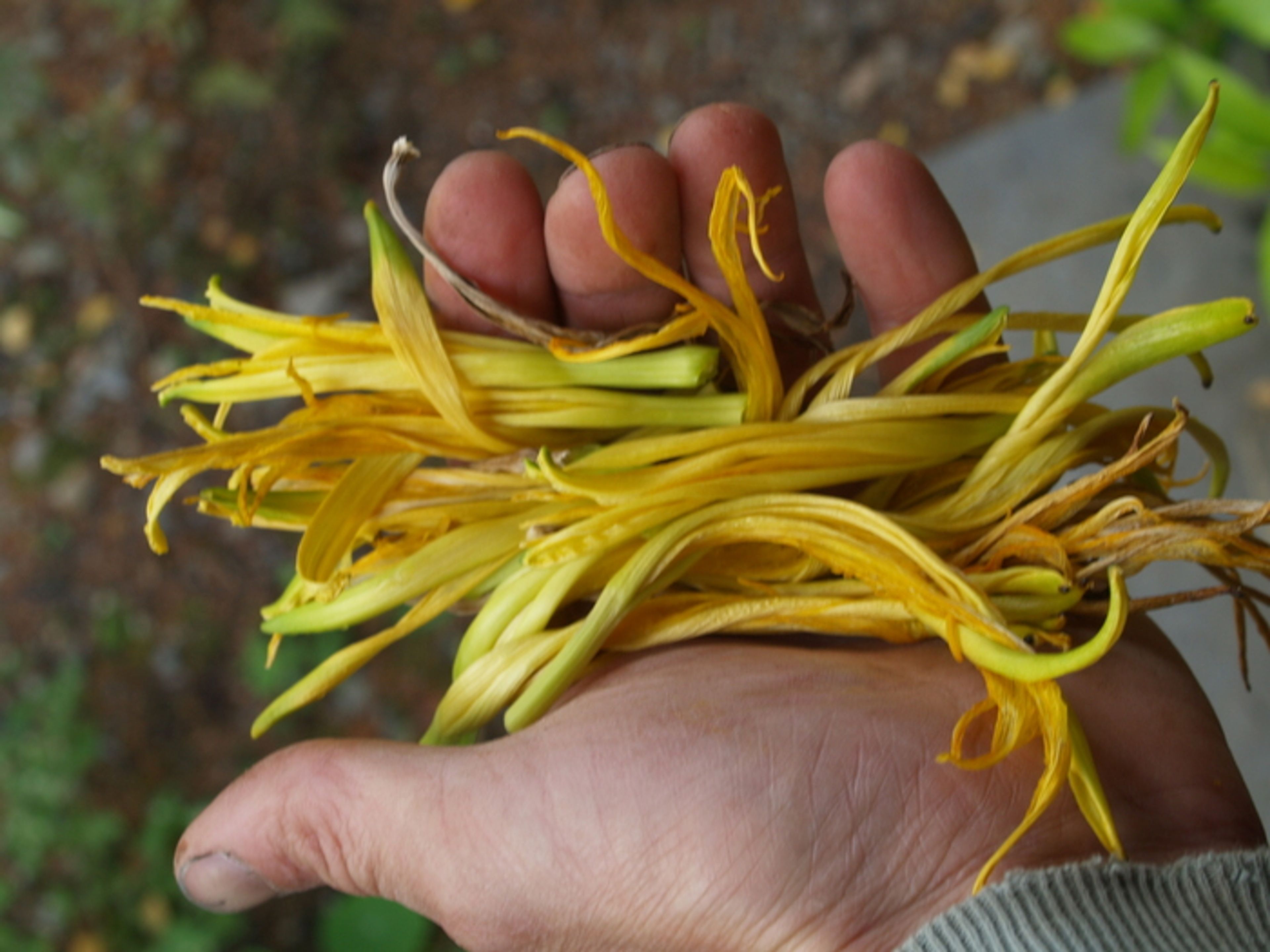 Hemerocallis altissima - 47